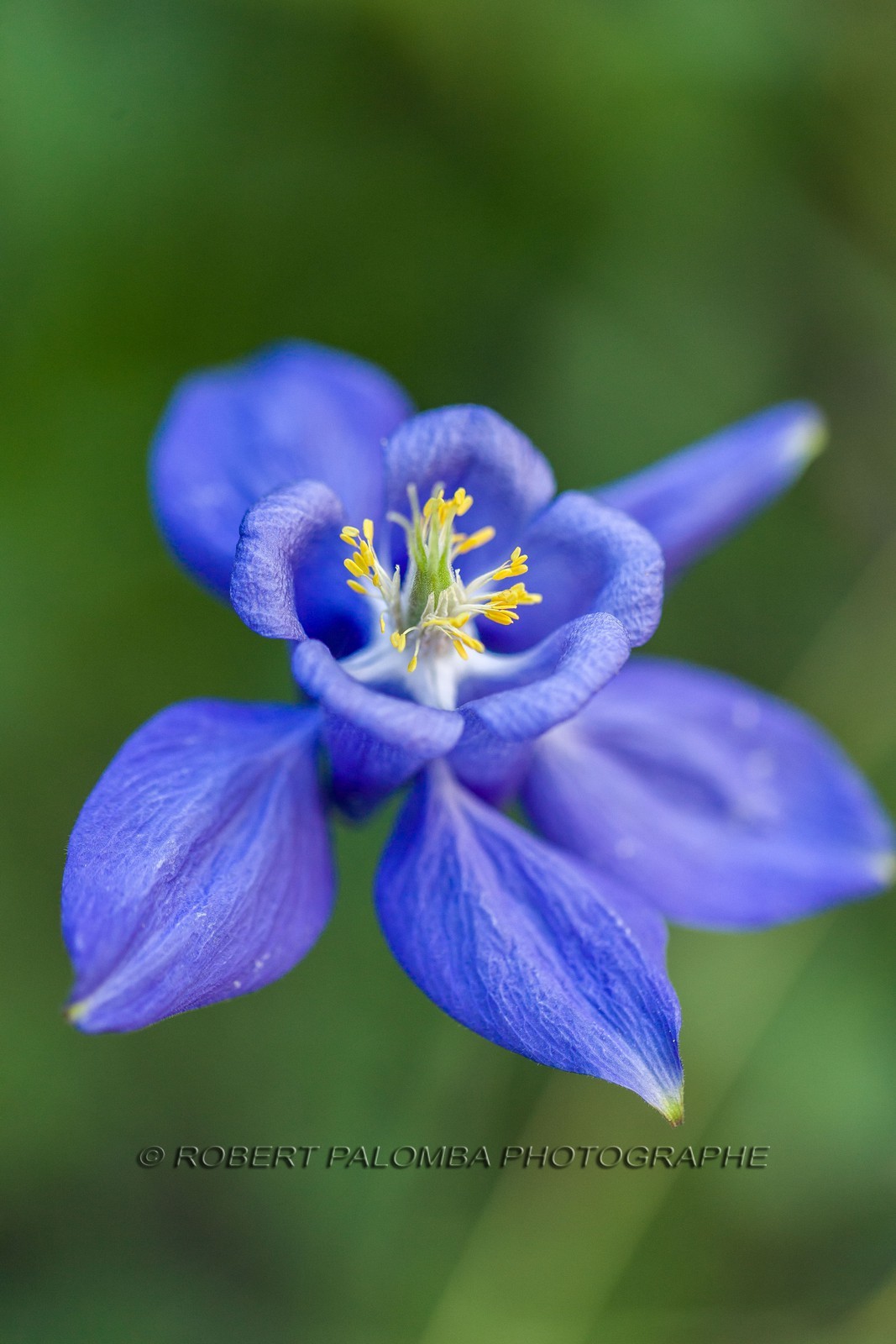 Flore Alpine,Ancolie des Alpes, Aquilegia alpina.