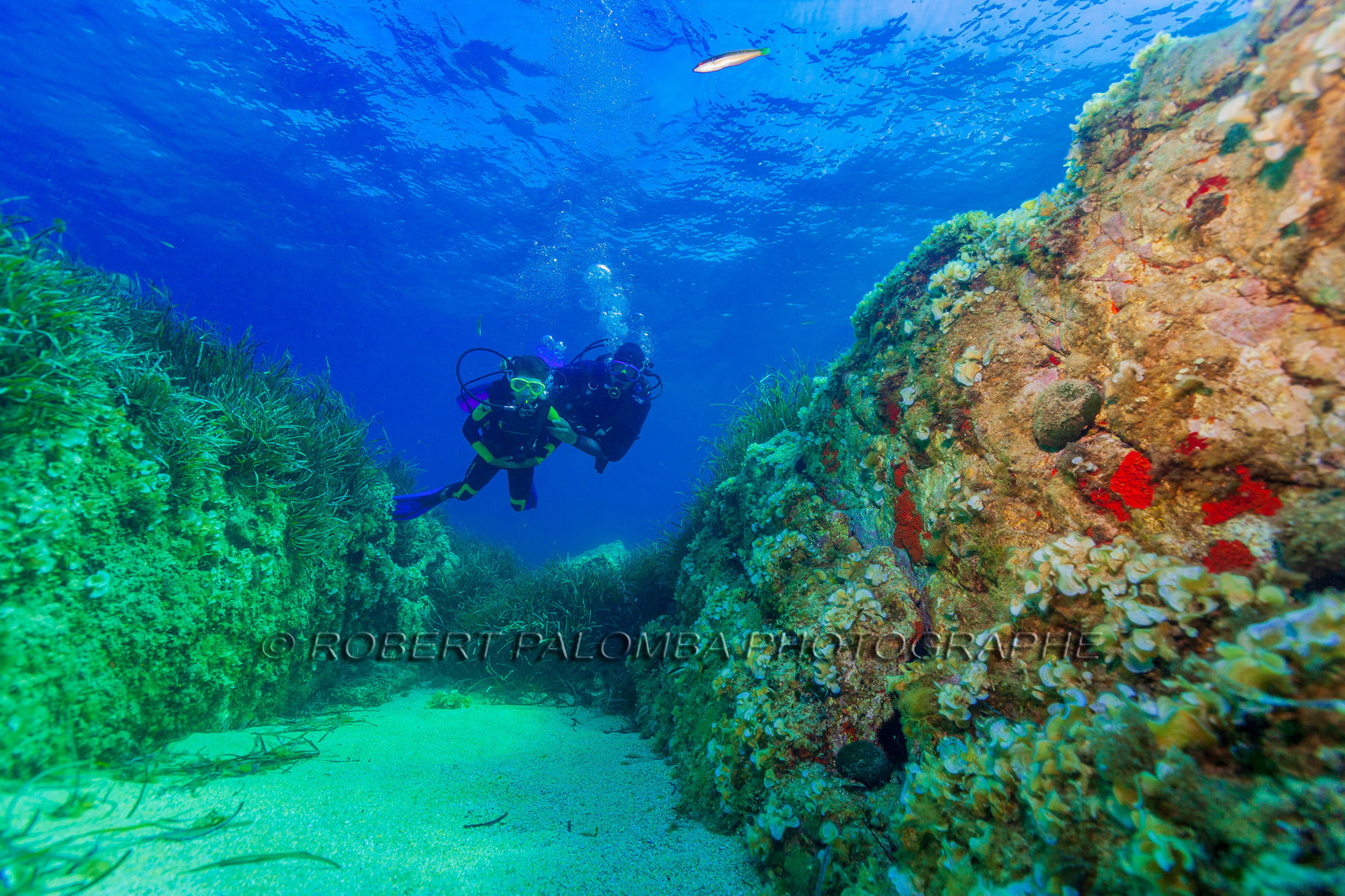 Plongée-sous-marine