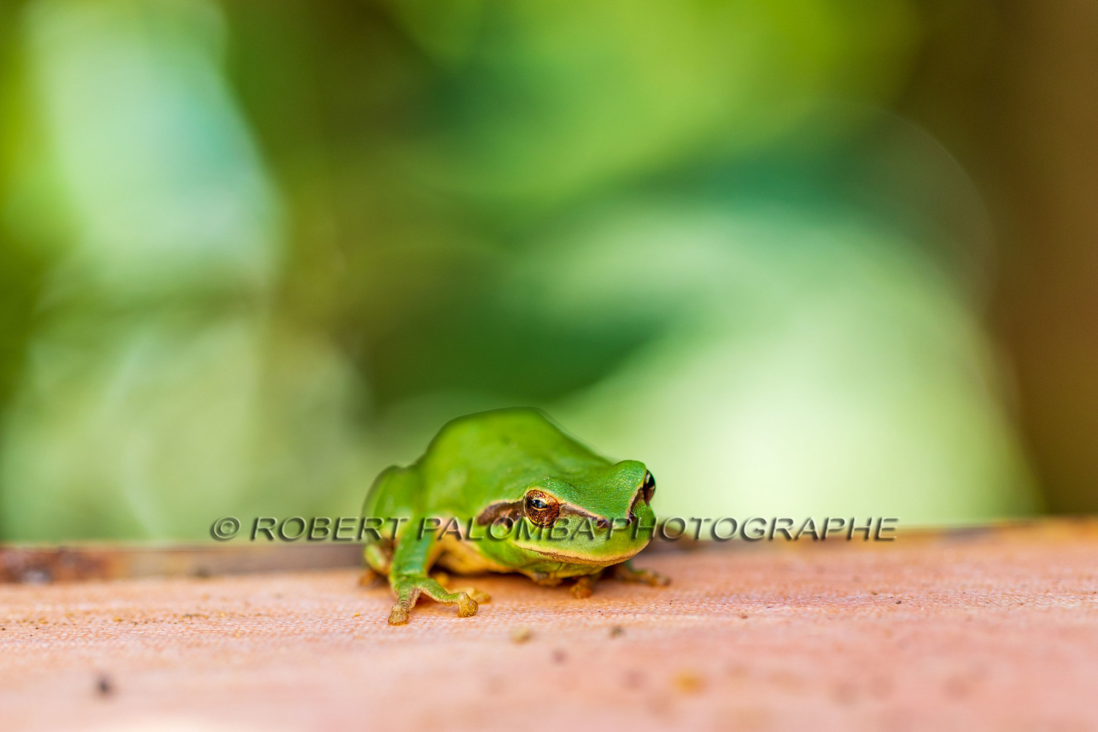 Grenouille