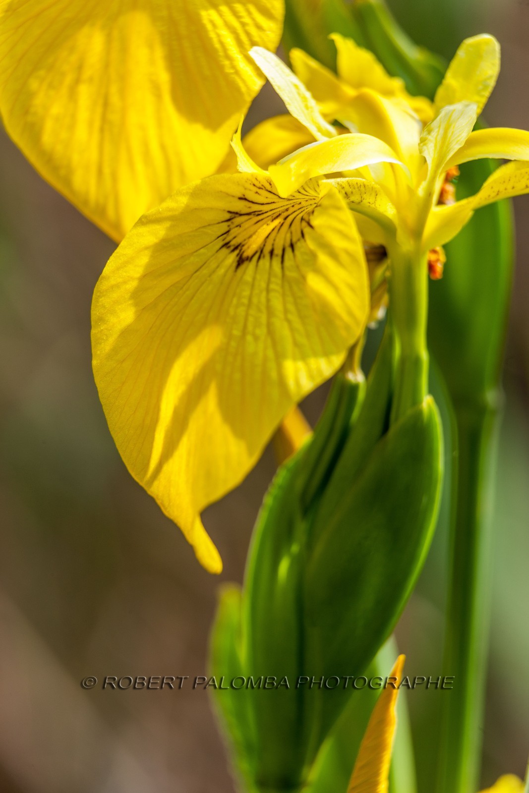 Iris Jaune, Iris pseudacorus Iris Jaune, Iris pseudacorus