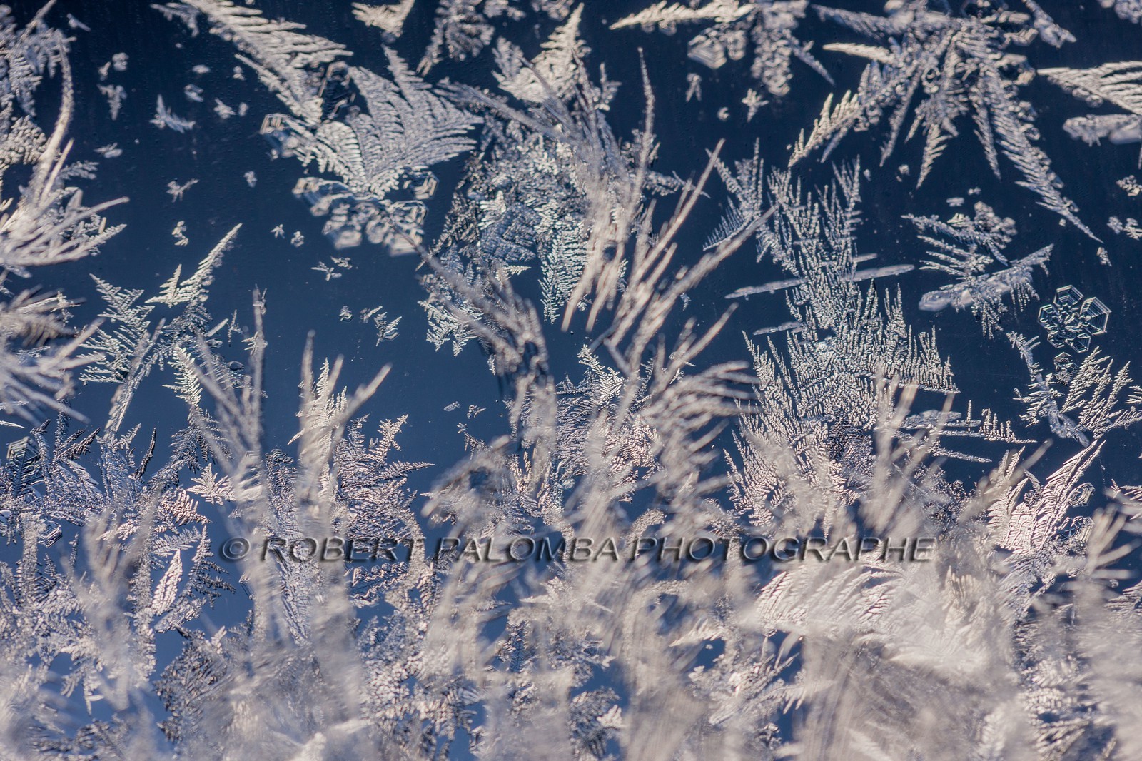 Neige