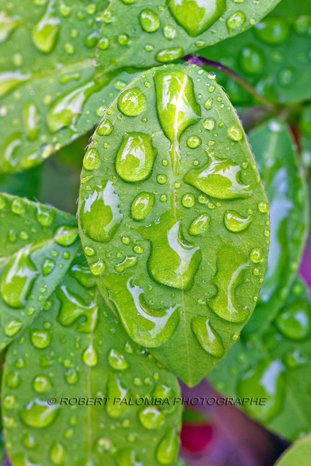 Chèvrefeuille, Lonicera Chèvrefeuille, Lonicera