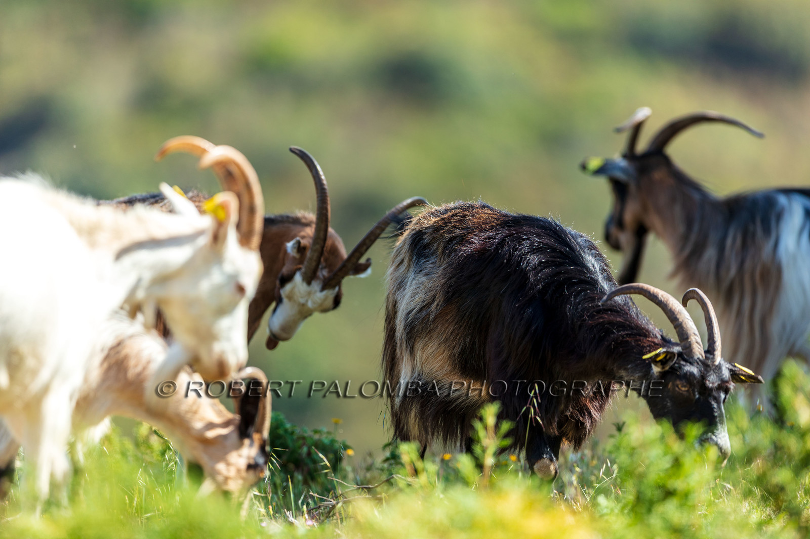Faune corse