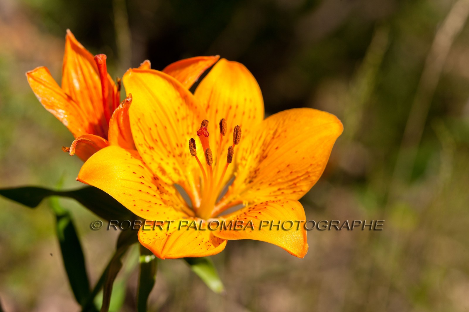 Lis Martagon,Lilium Martagon
