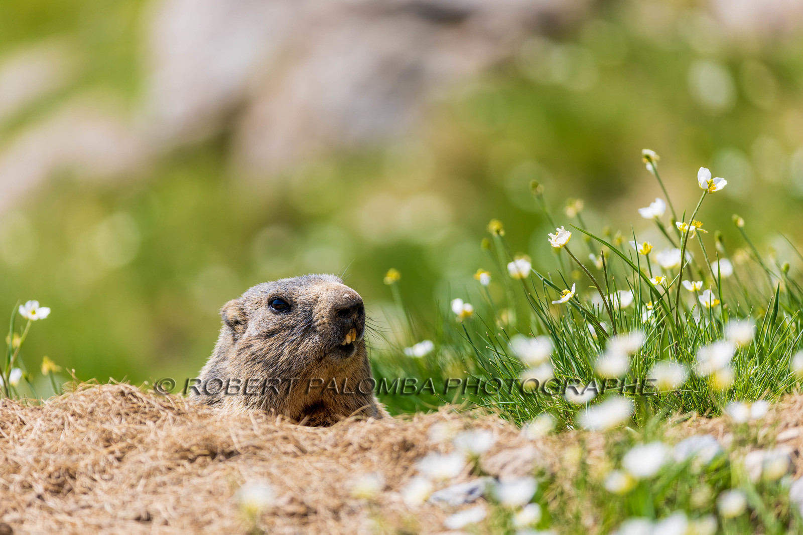 Marmotte