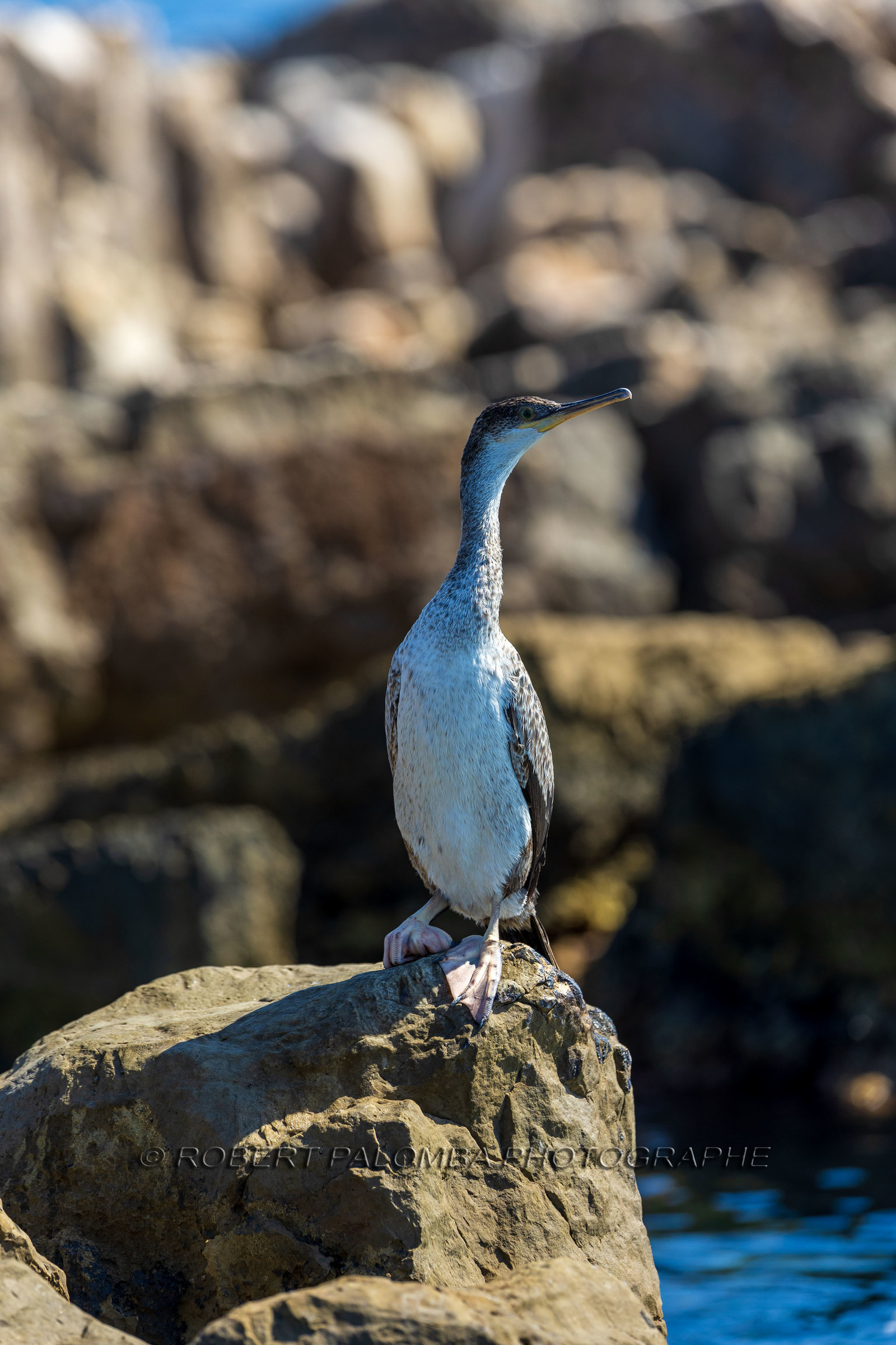 Cormoran huppé immature, Phalacrocorax aristotelis