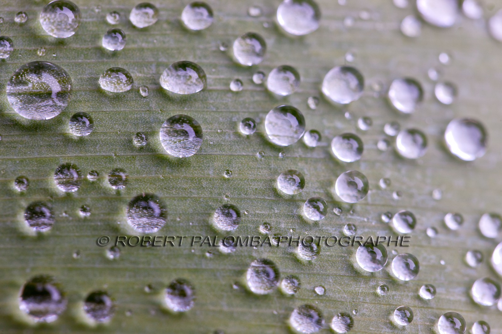 Iris, Iris haynei Iris, Iris haynei