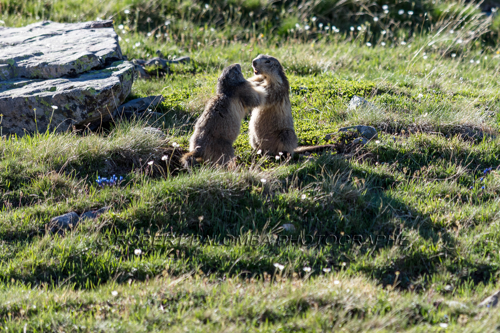 Marmotte, Marmota
