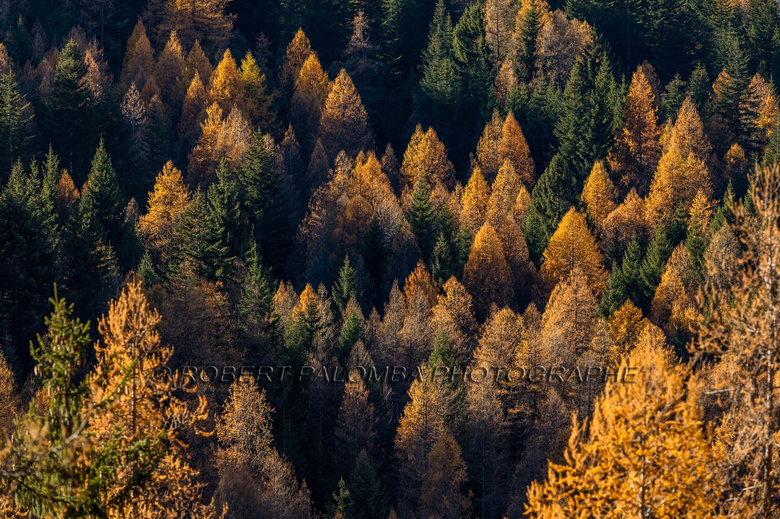 Forêt de mélèzes