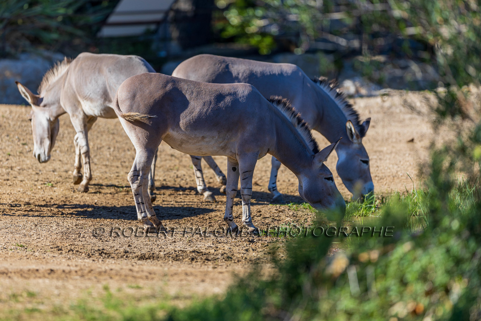 Parc animalier de la Barben