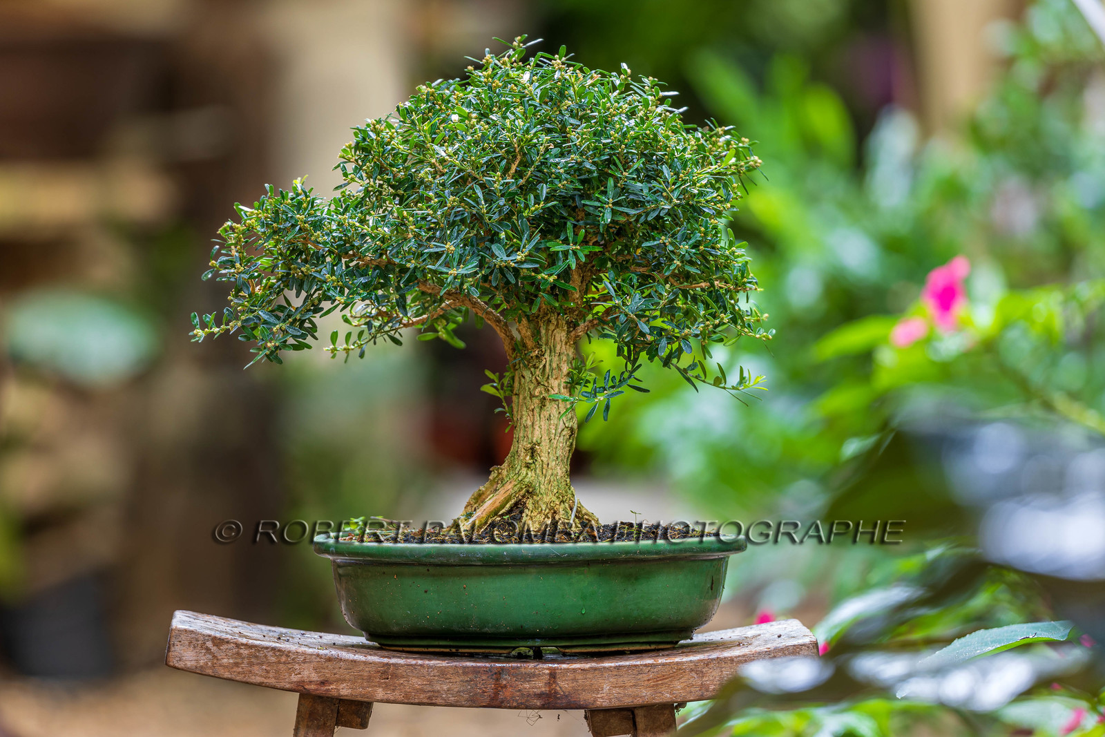 Bonsai Center