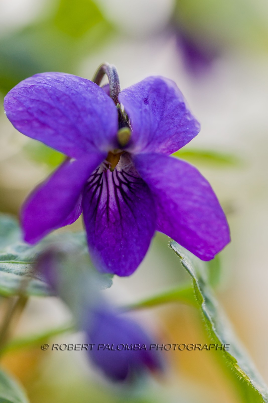 Violette, Viola Violette, Viola