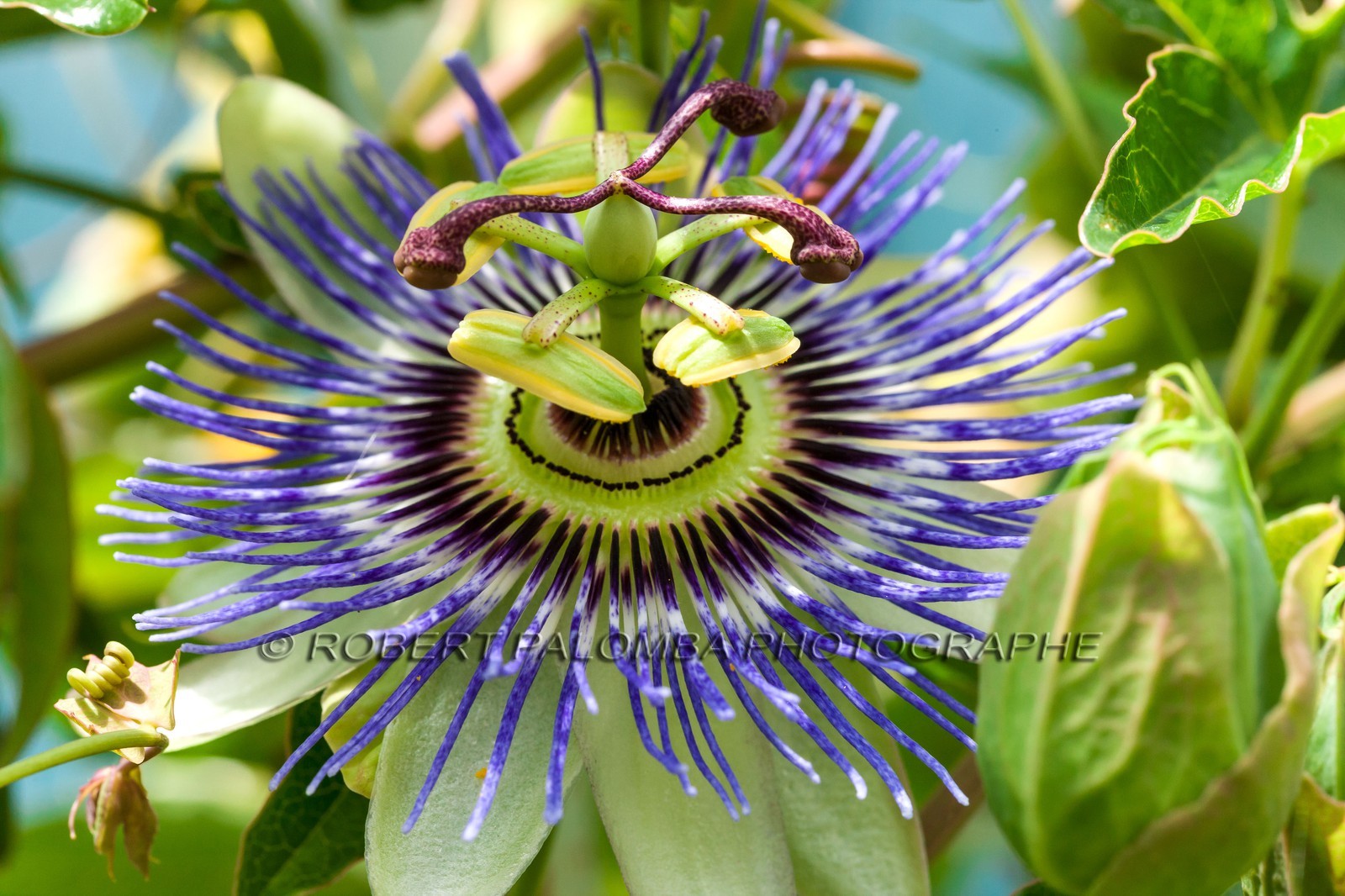 Flore méditerranéenne Flore méditerranéenne