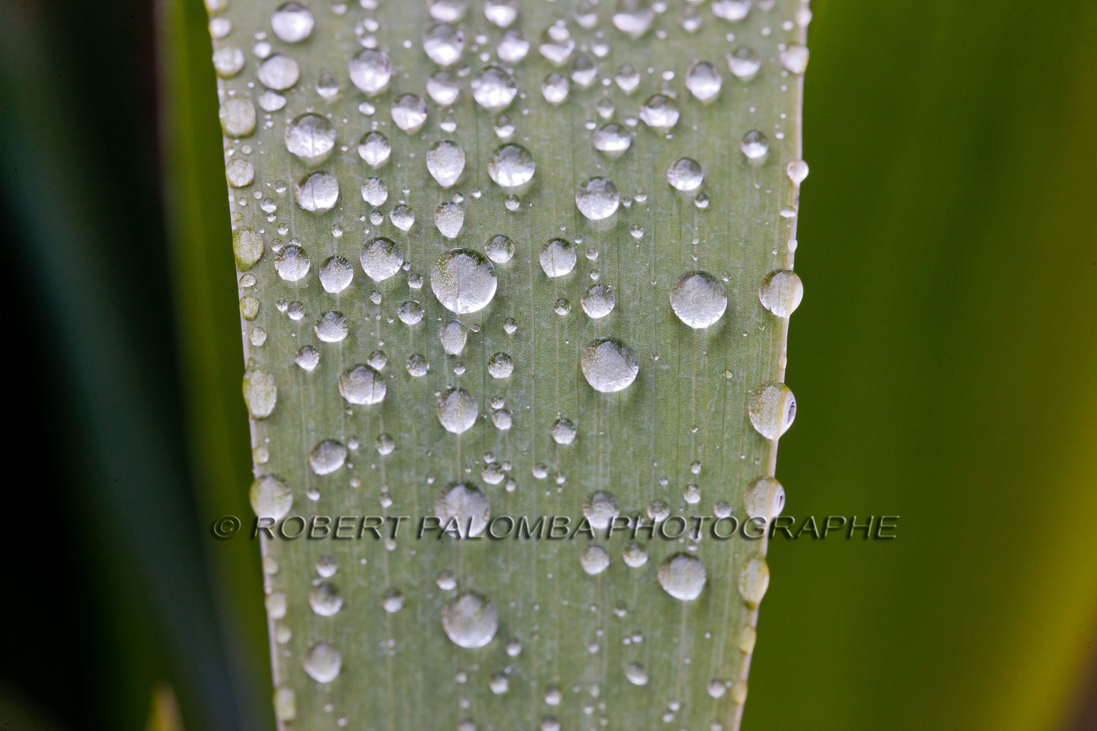 Iris, Iris haynei Iris, Iris haynei