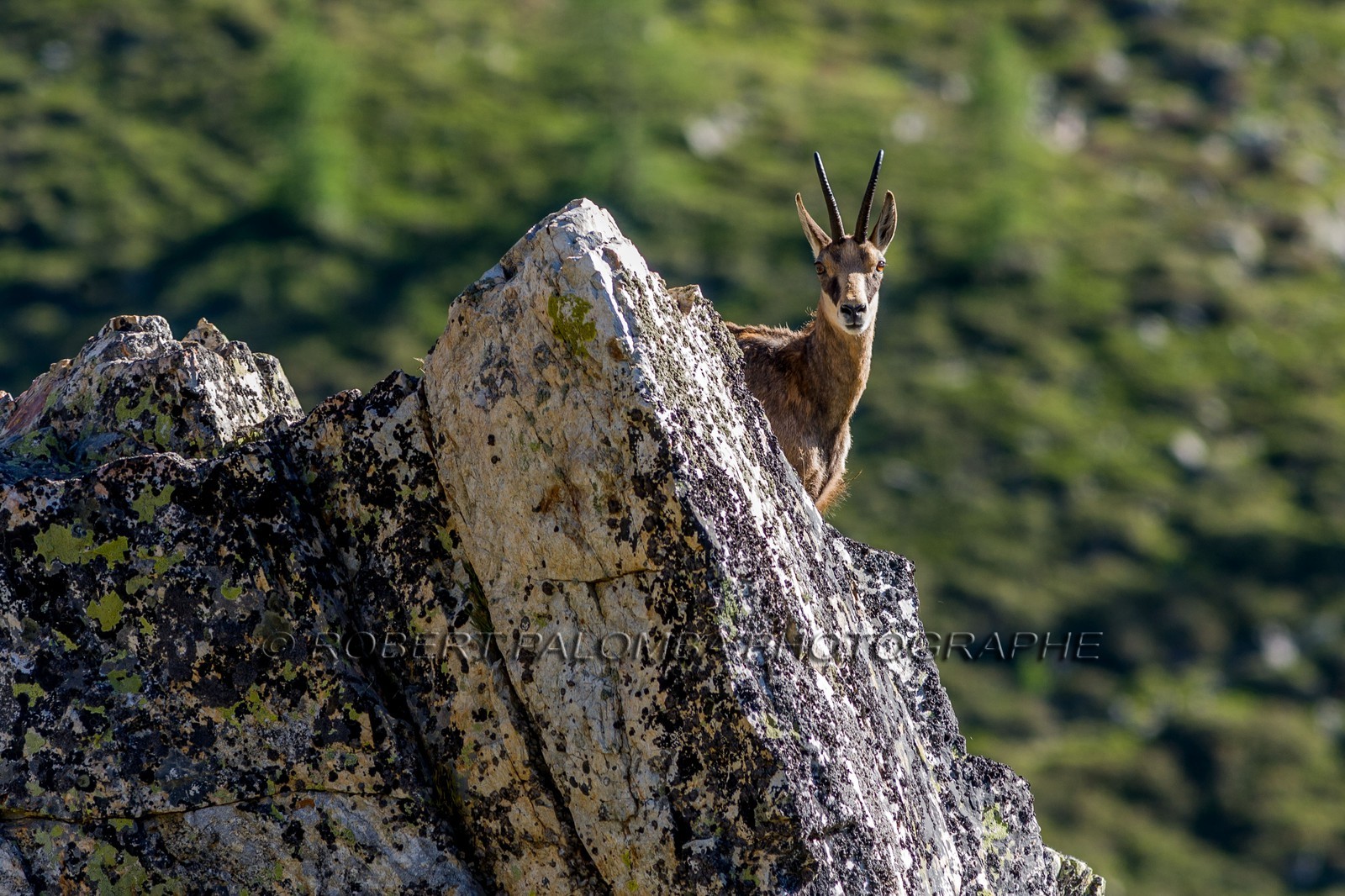 Chamois