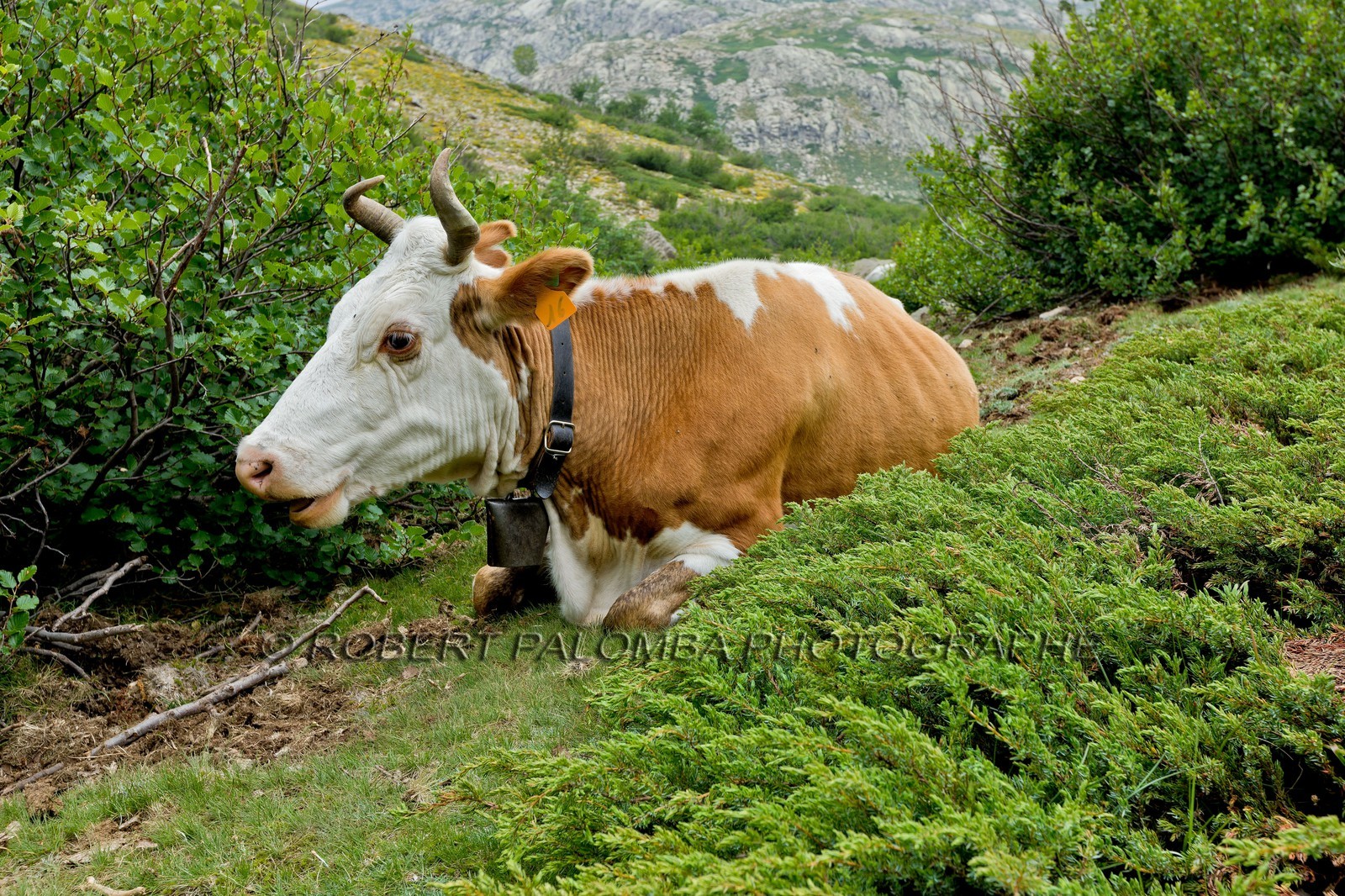 GR 20 Nord