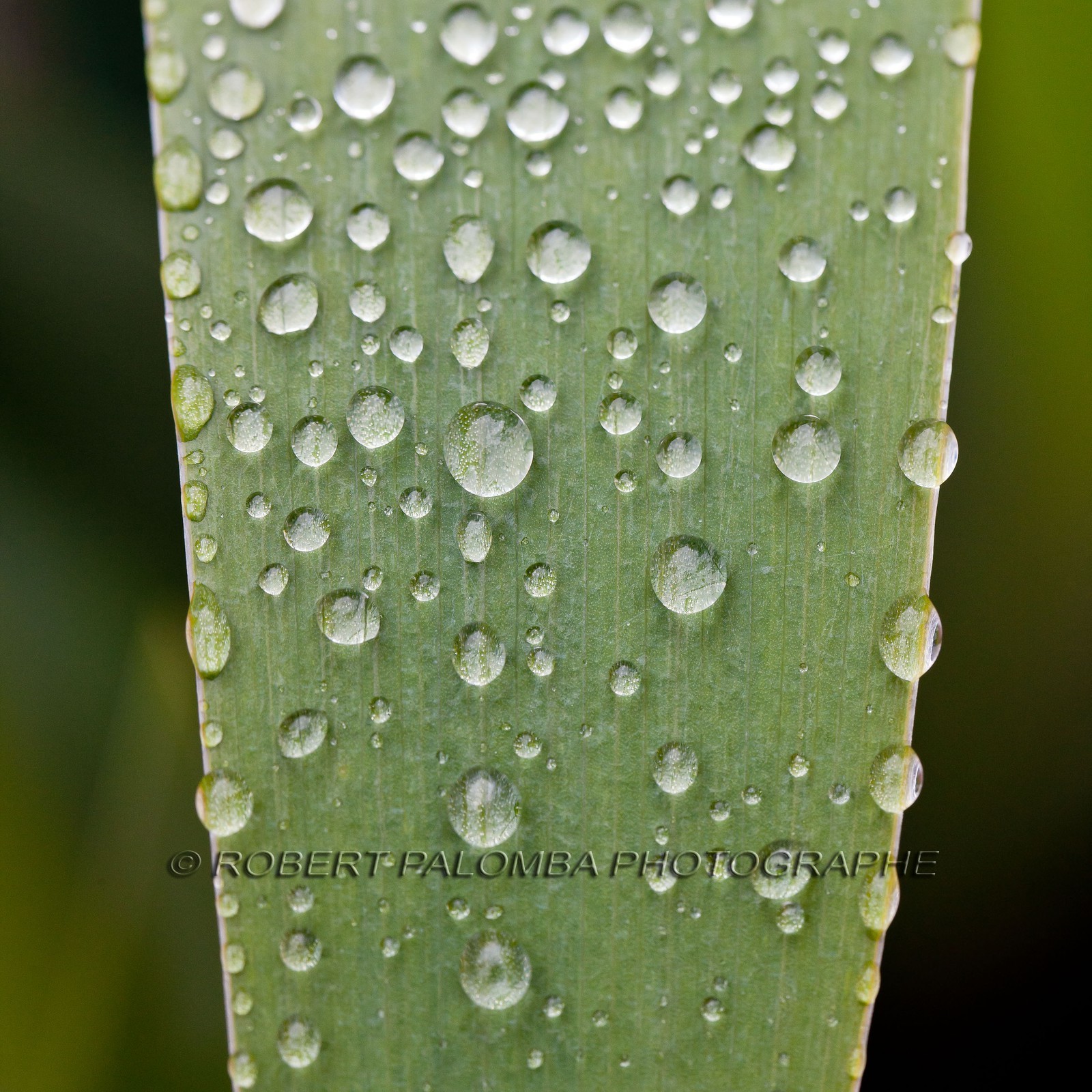 Iris, Iris haynei Iris, Iris haynei