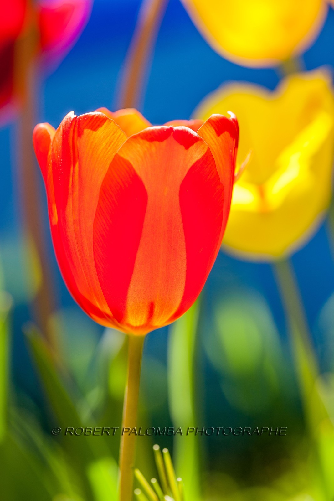 Tulipe, Tulipa