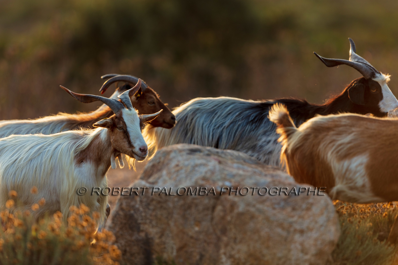 Faune corse