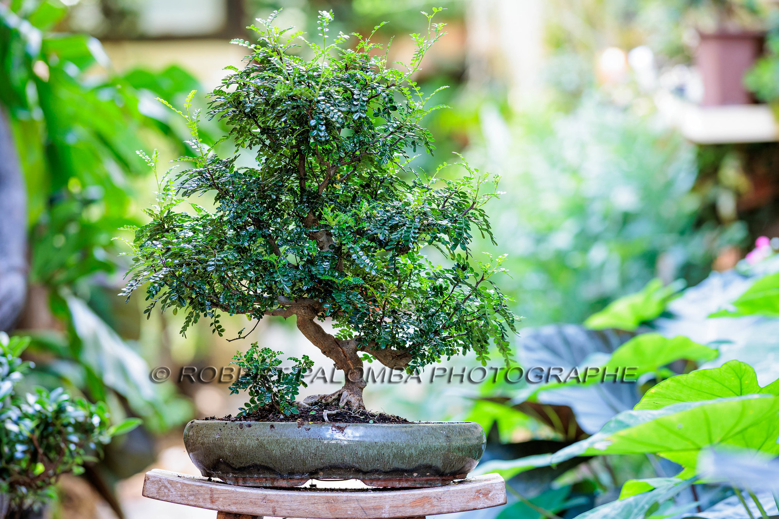 Bonsai Center