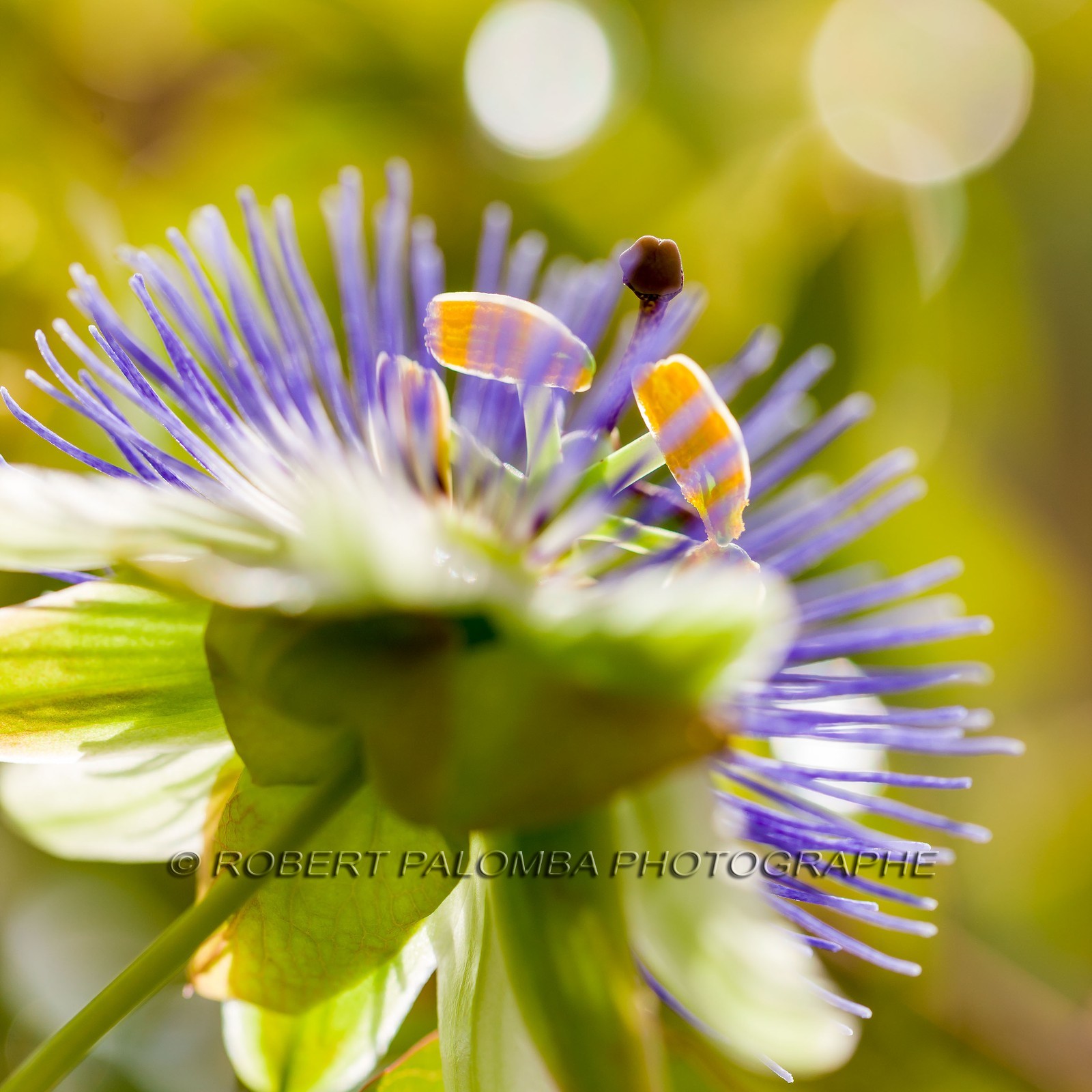 Flore méditerranéenne Flore méditerranéenne