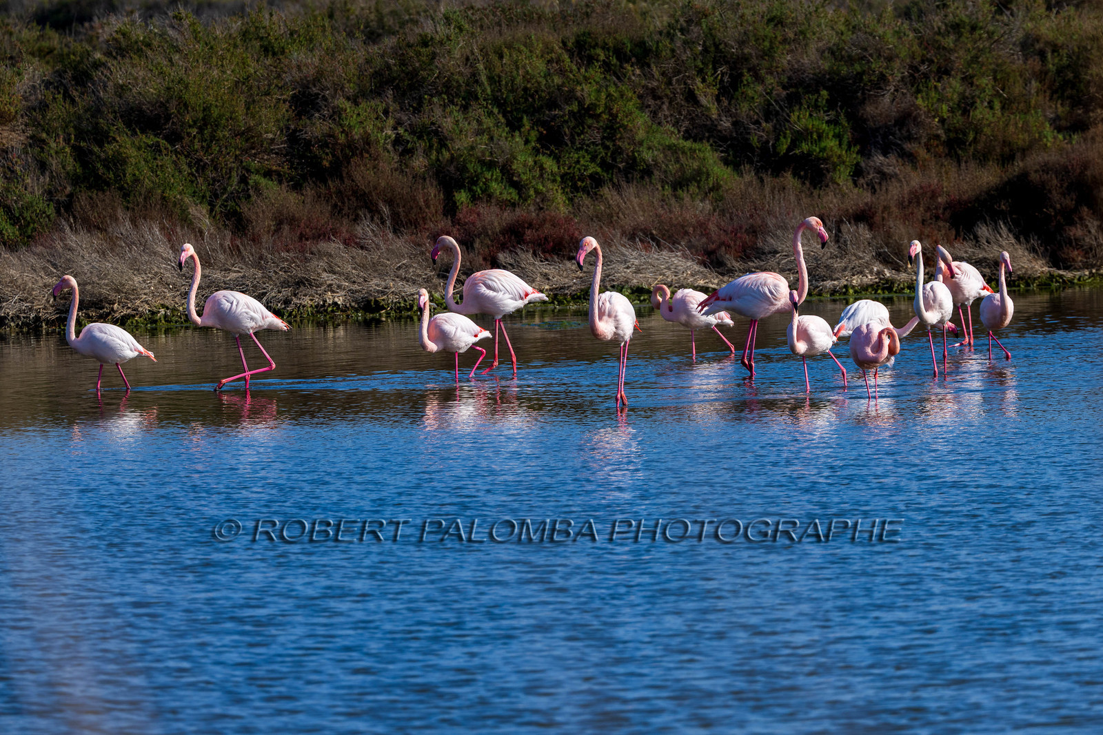 Flamant rose