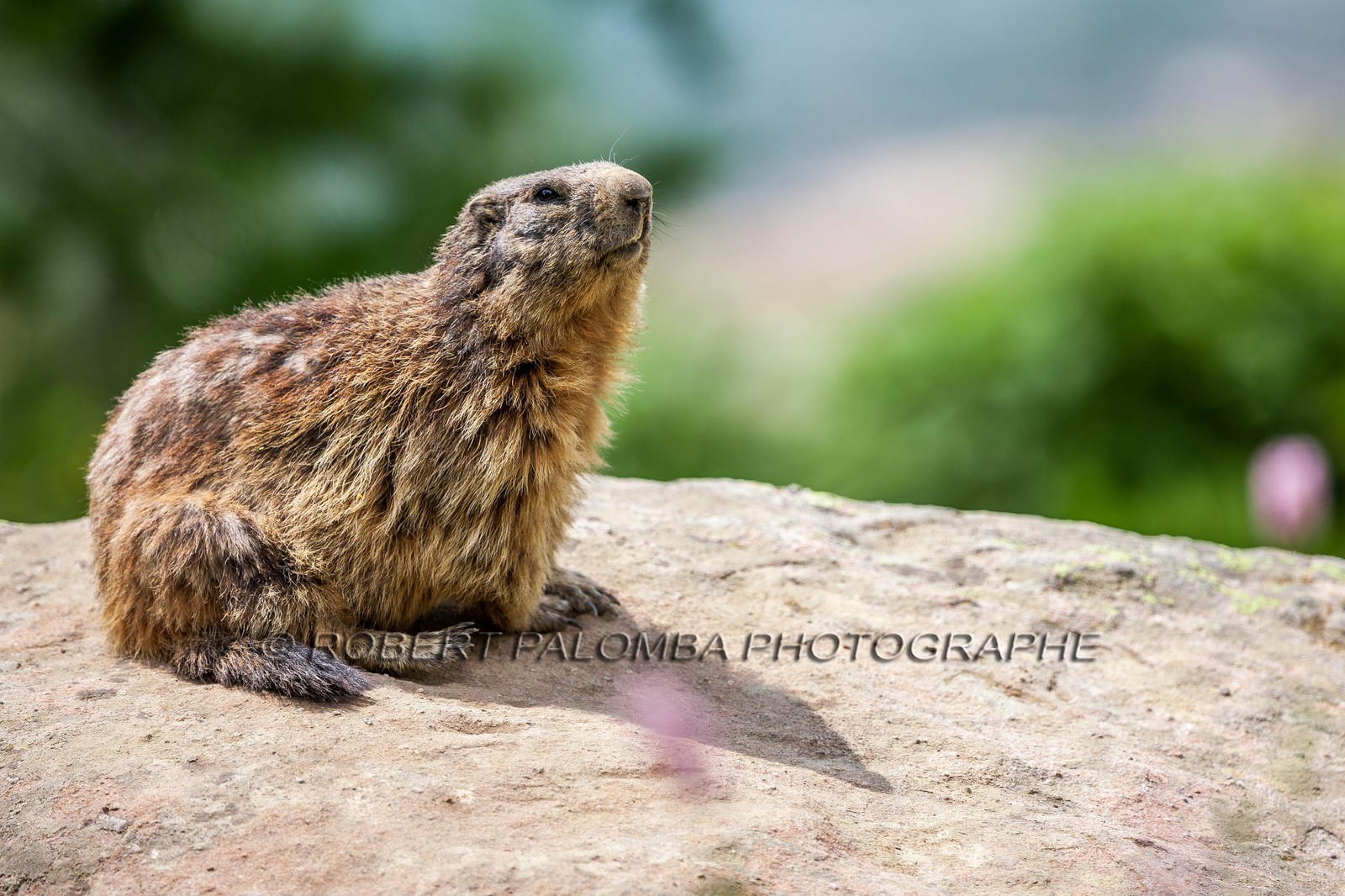 Marmotte, Marmota