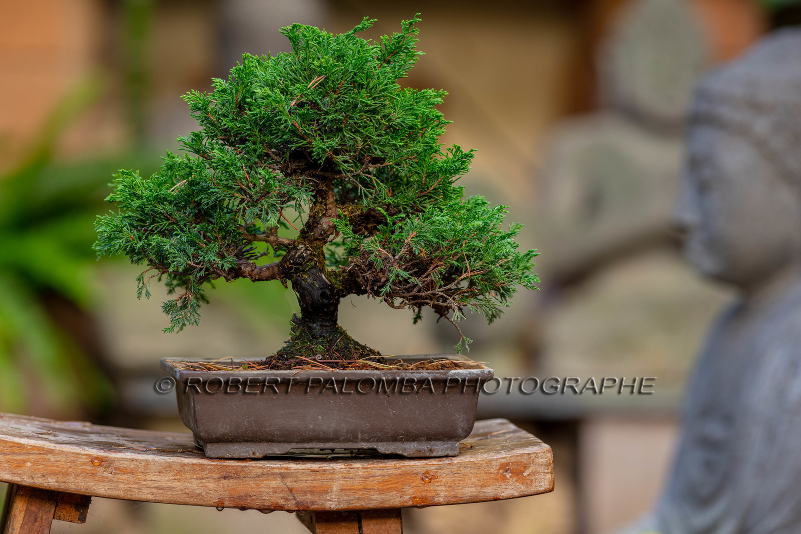 Bonsai