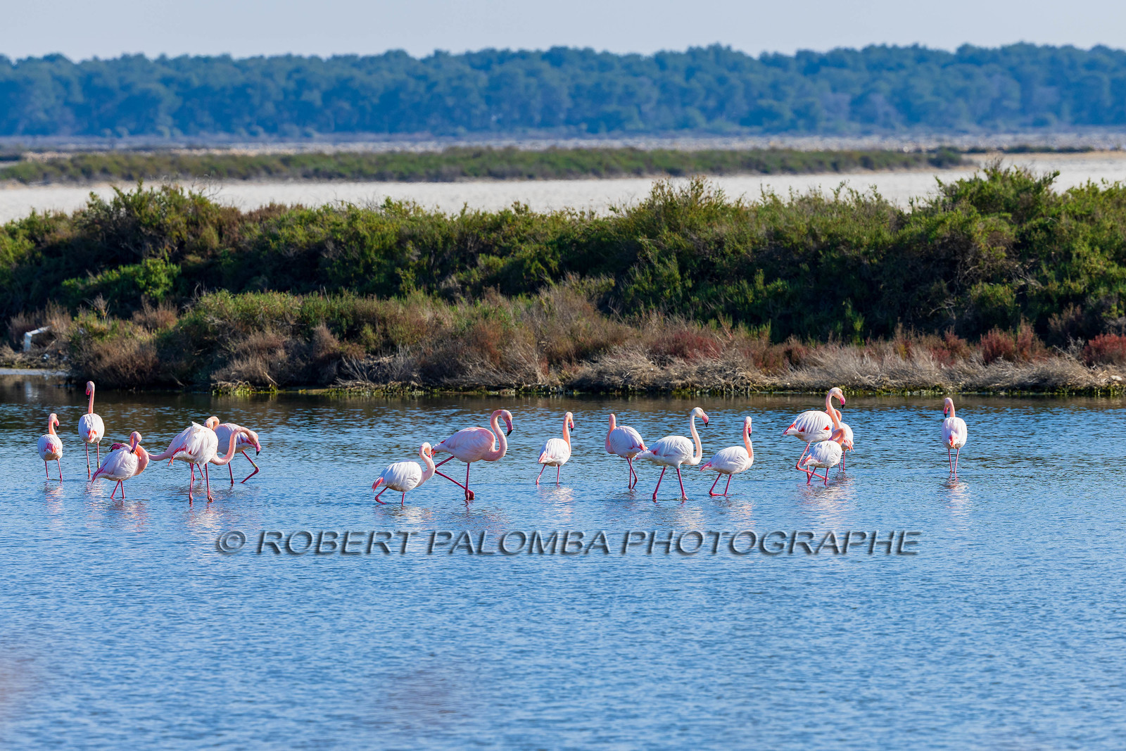 Flamant rose