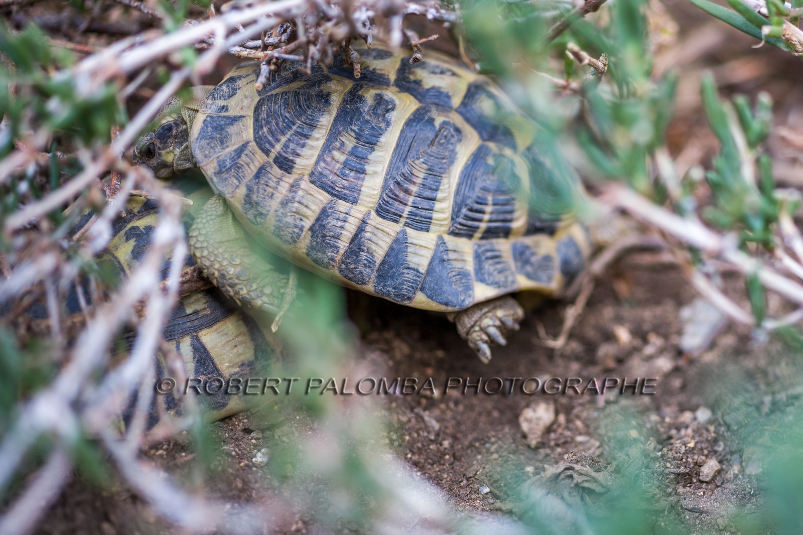 Tortue d'Hermann, Testudo hermanni