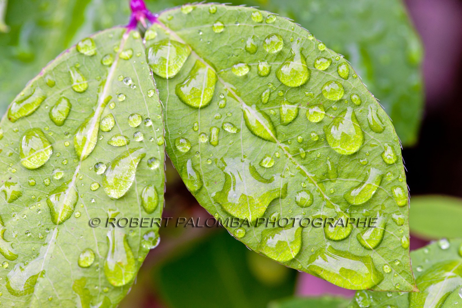 Chèvrefeuille, Lonicera Chèvrefeuille, Lonicera
