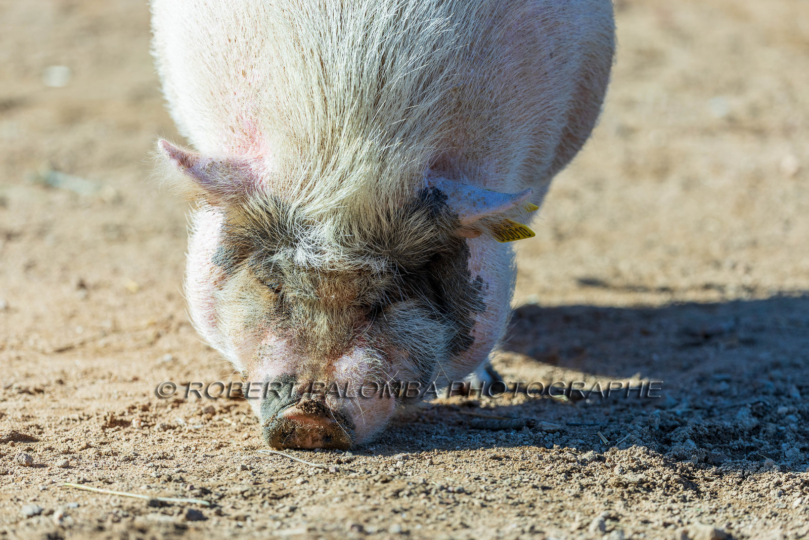 Cochon nain