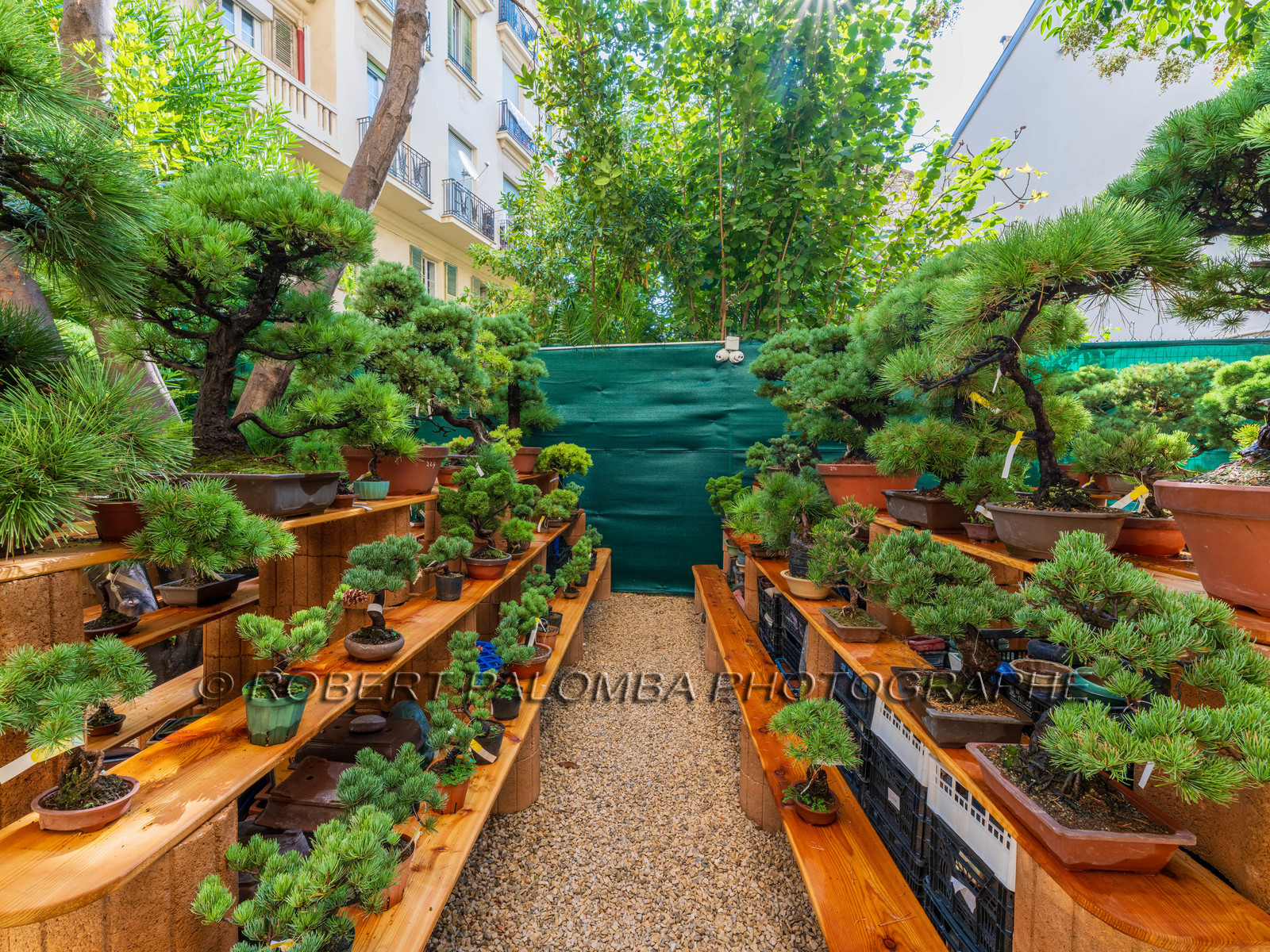 Alpes-Maritimes (06) Nice, Bonsaï,