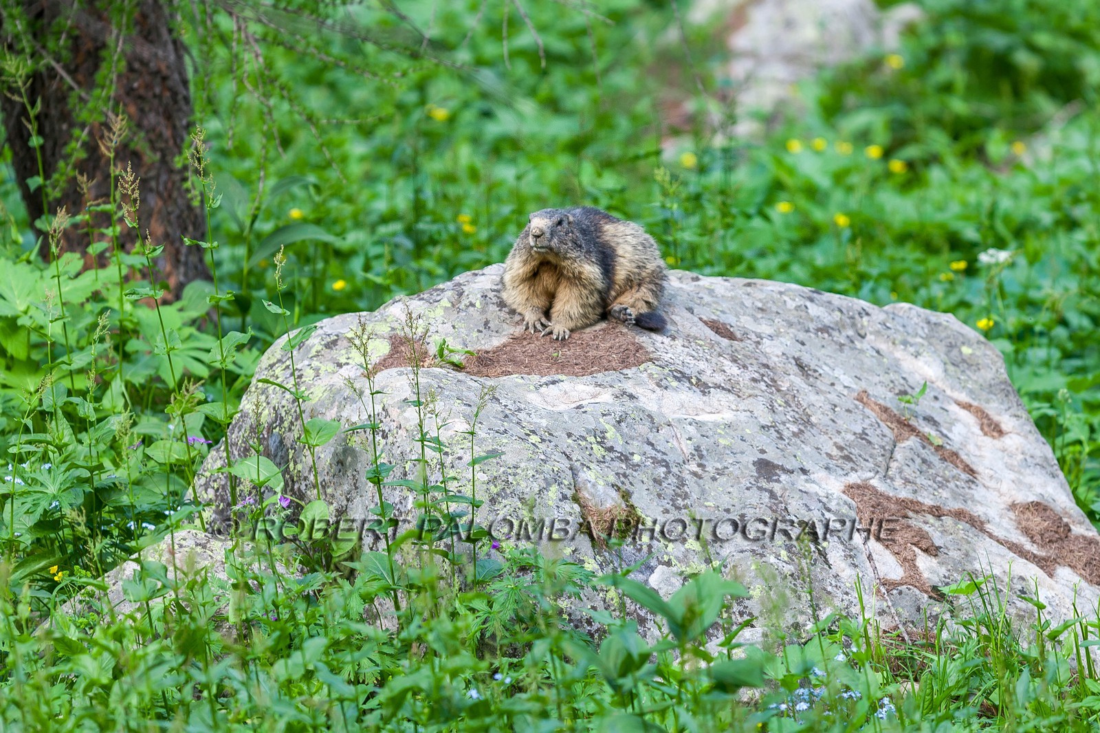 Marmotte, Marmota