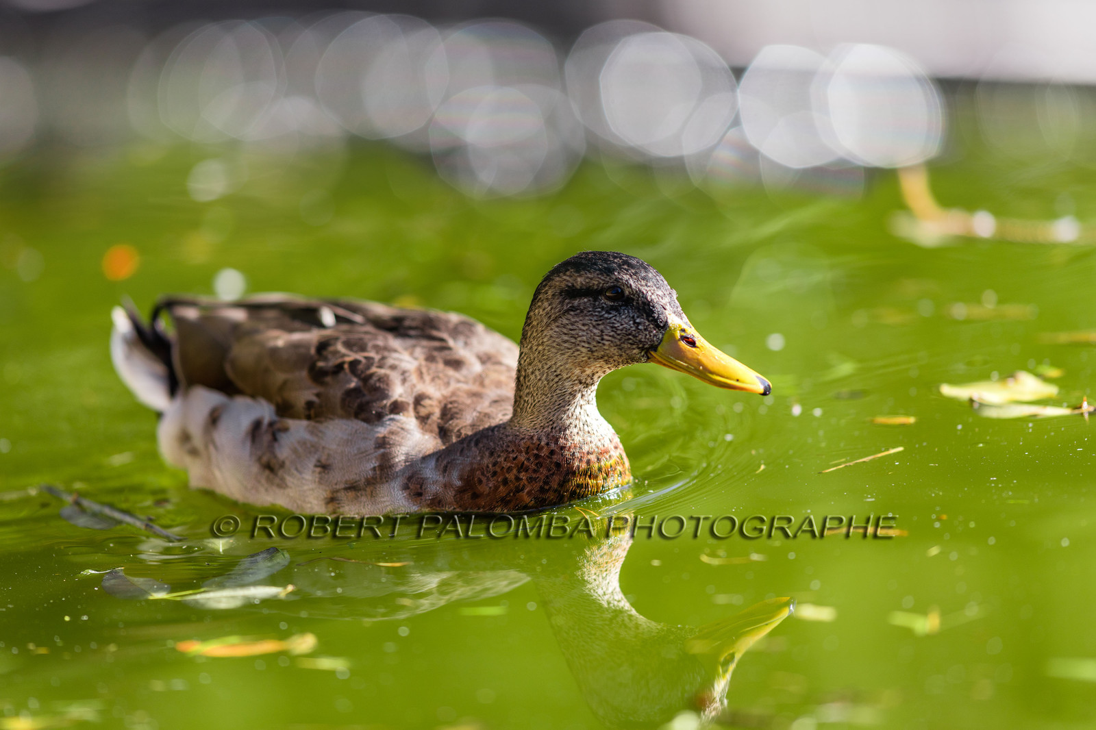 Canards