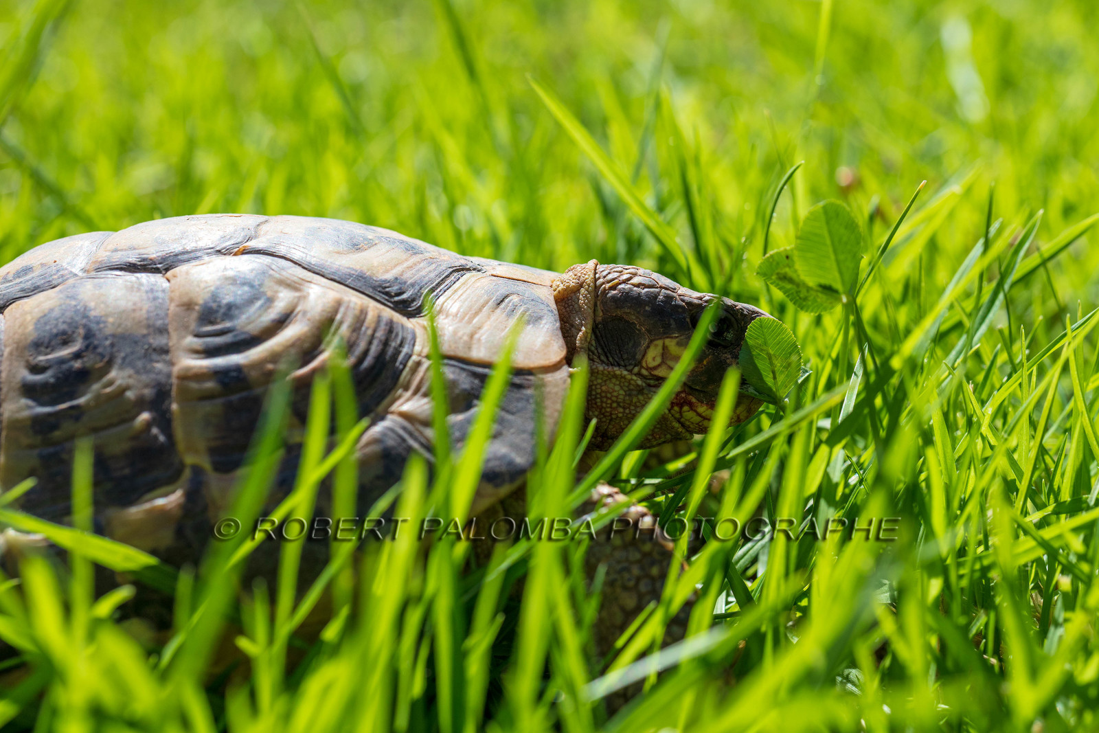 Tortue