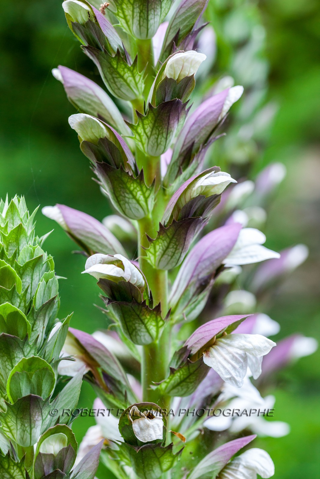 Flore Méditerranéenne Flore Méditerranéenne