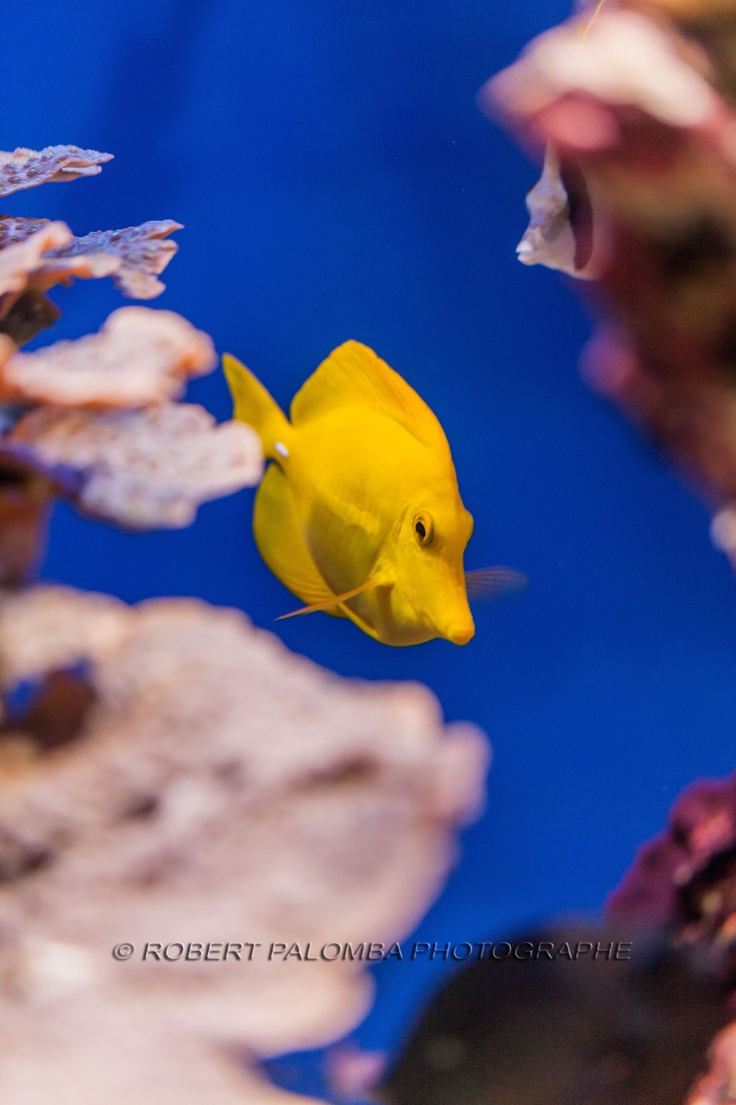 Musée Océanographique de Monaco