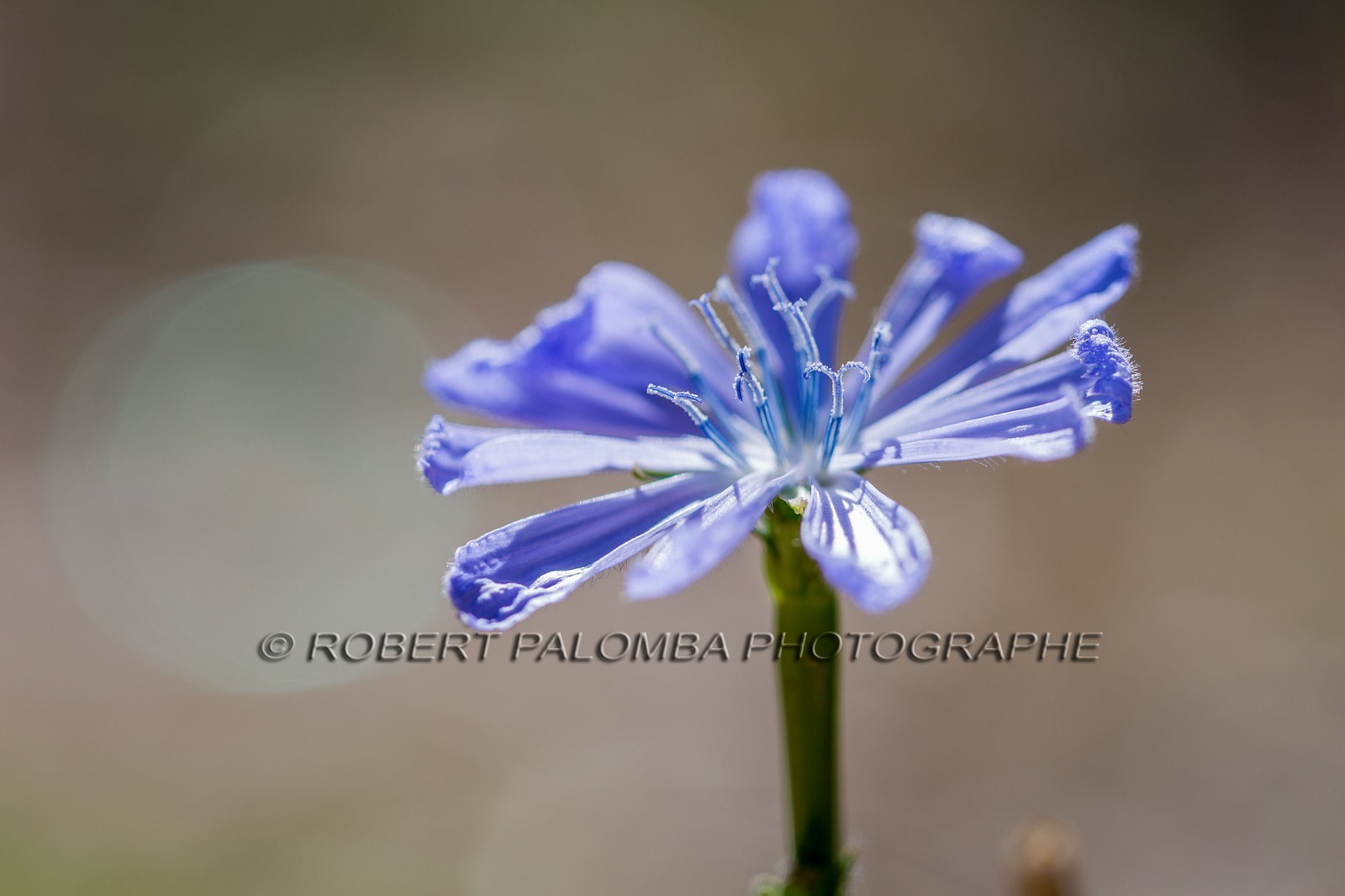 Flore méditerranéenne