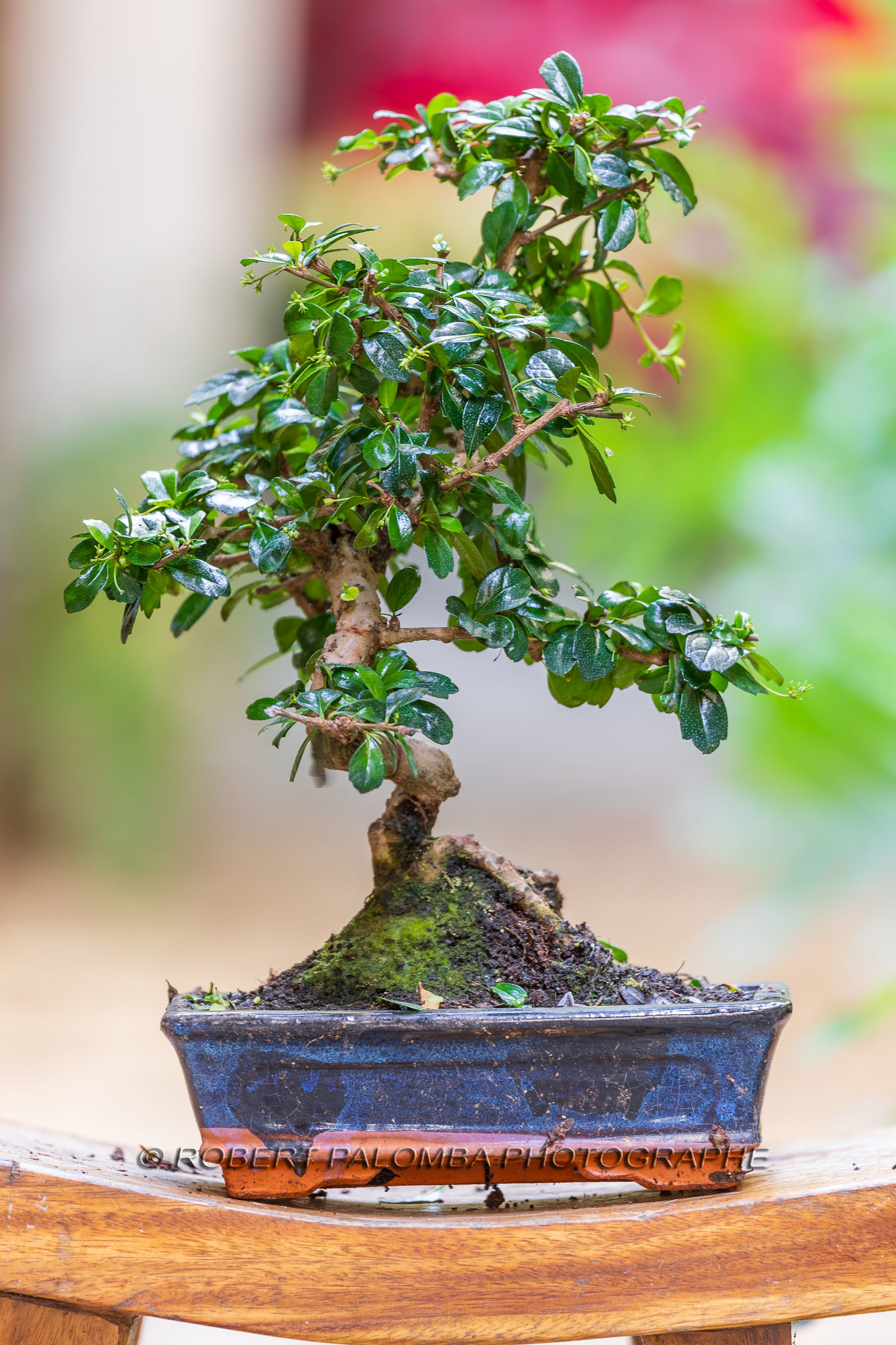 Bonsai Center