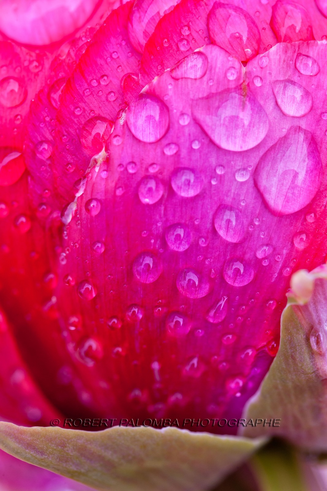 Pivoine, Paeonia Pivoine, Paeonia