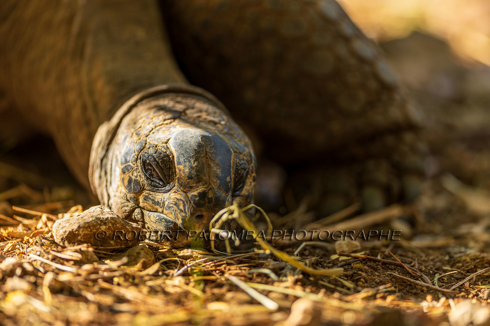 Tortue