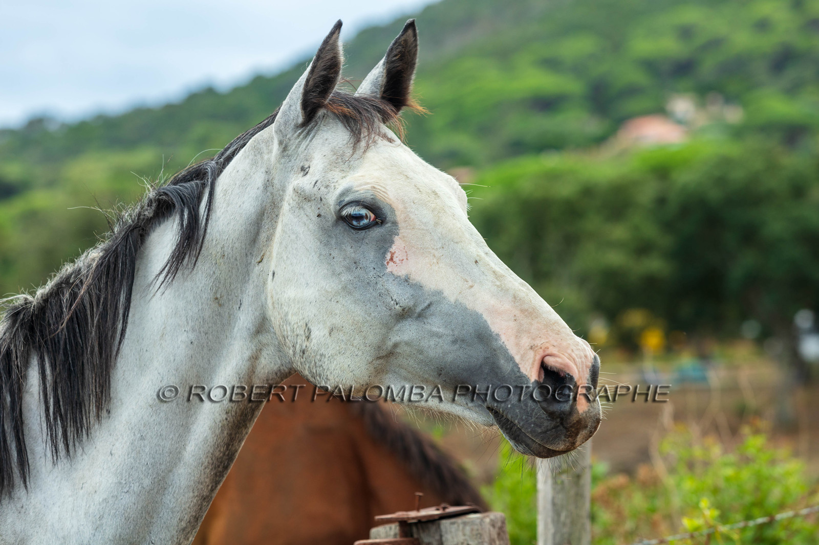 Faune corse