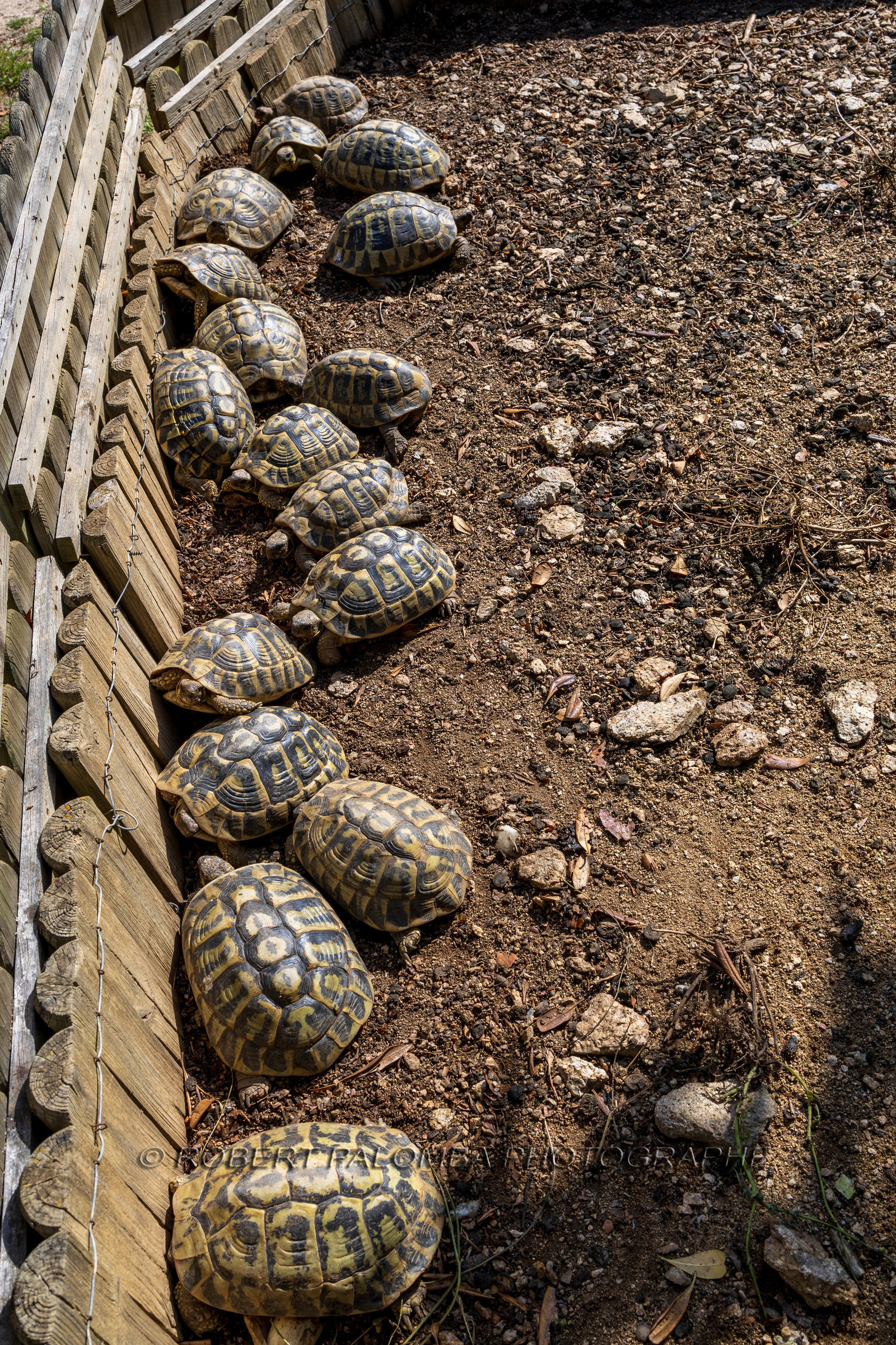 Tortue d'Hermann