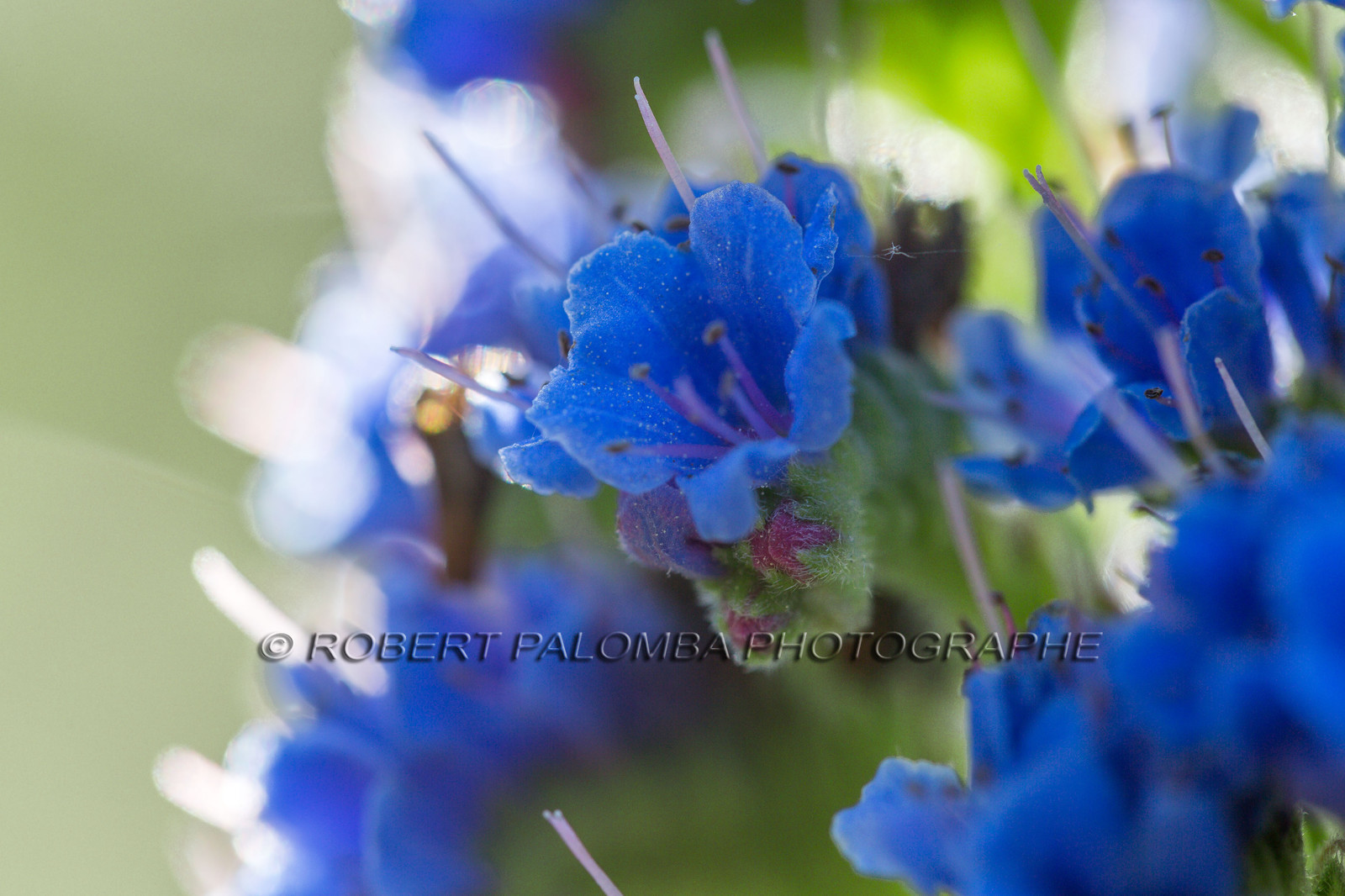 Flore Méditerranéenne