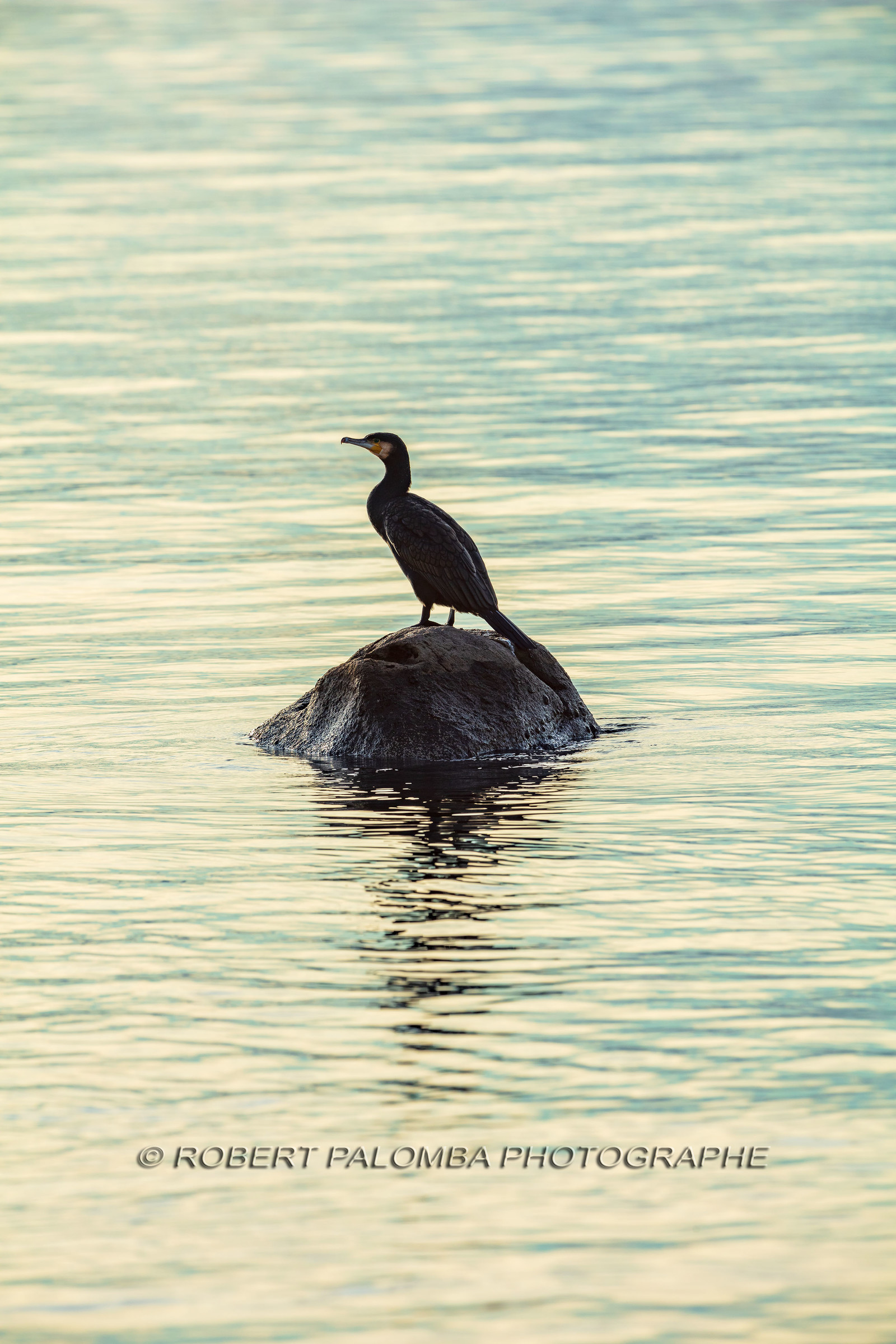 Cormoran