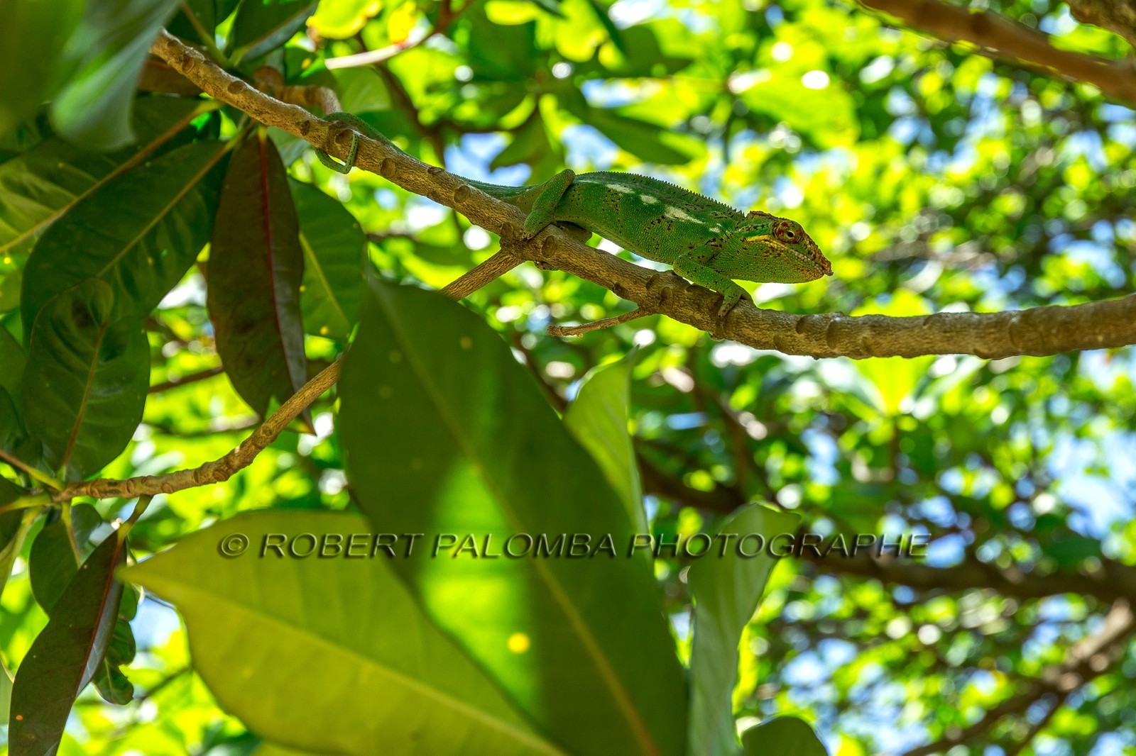 Caméléon, Endormi