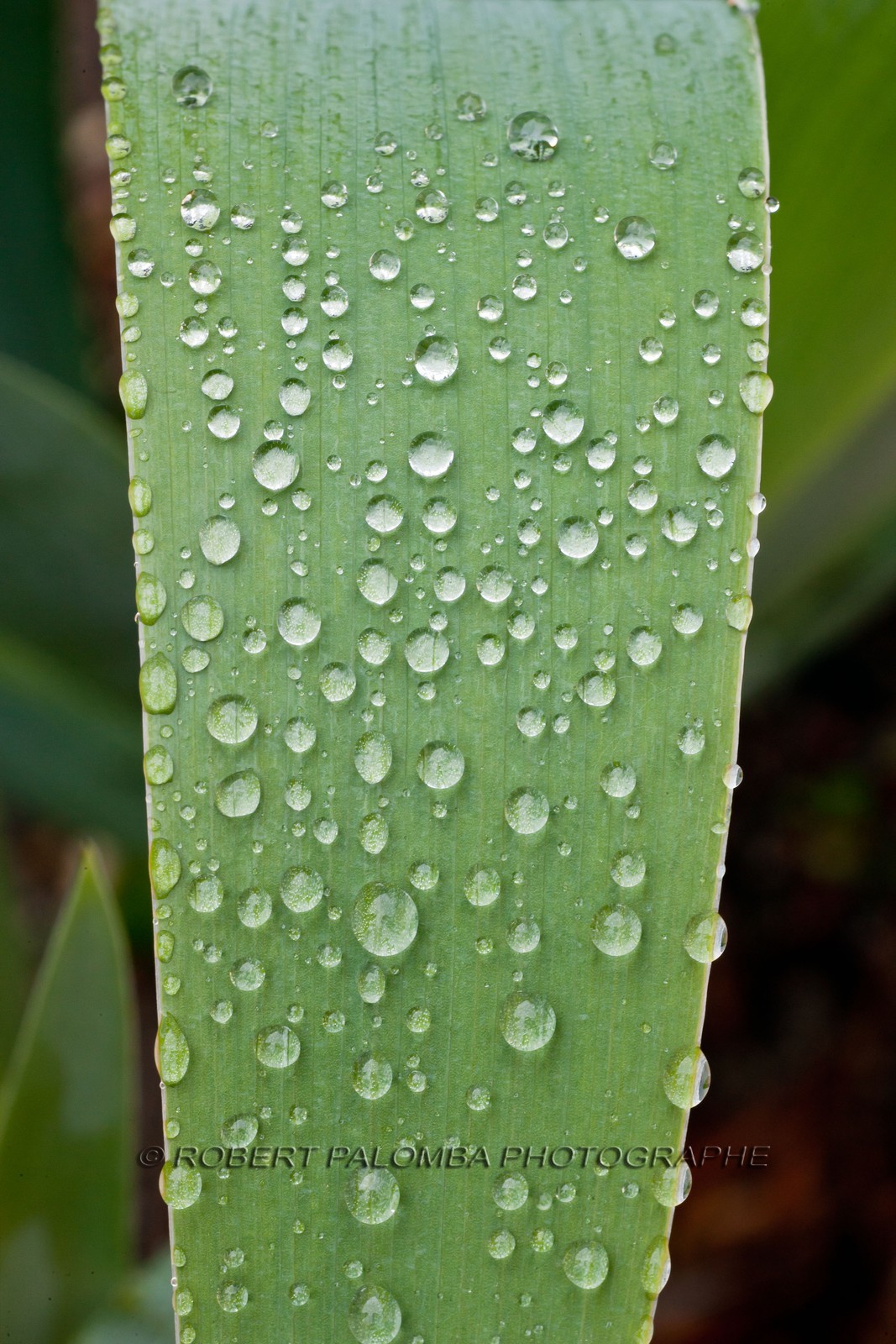 Iris, Iris haynei Iris, Iris haynei