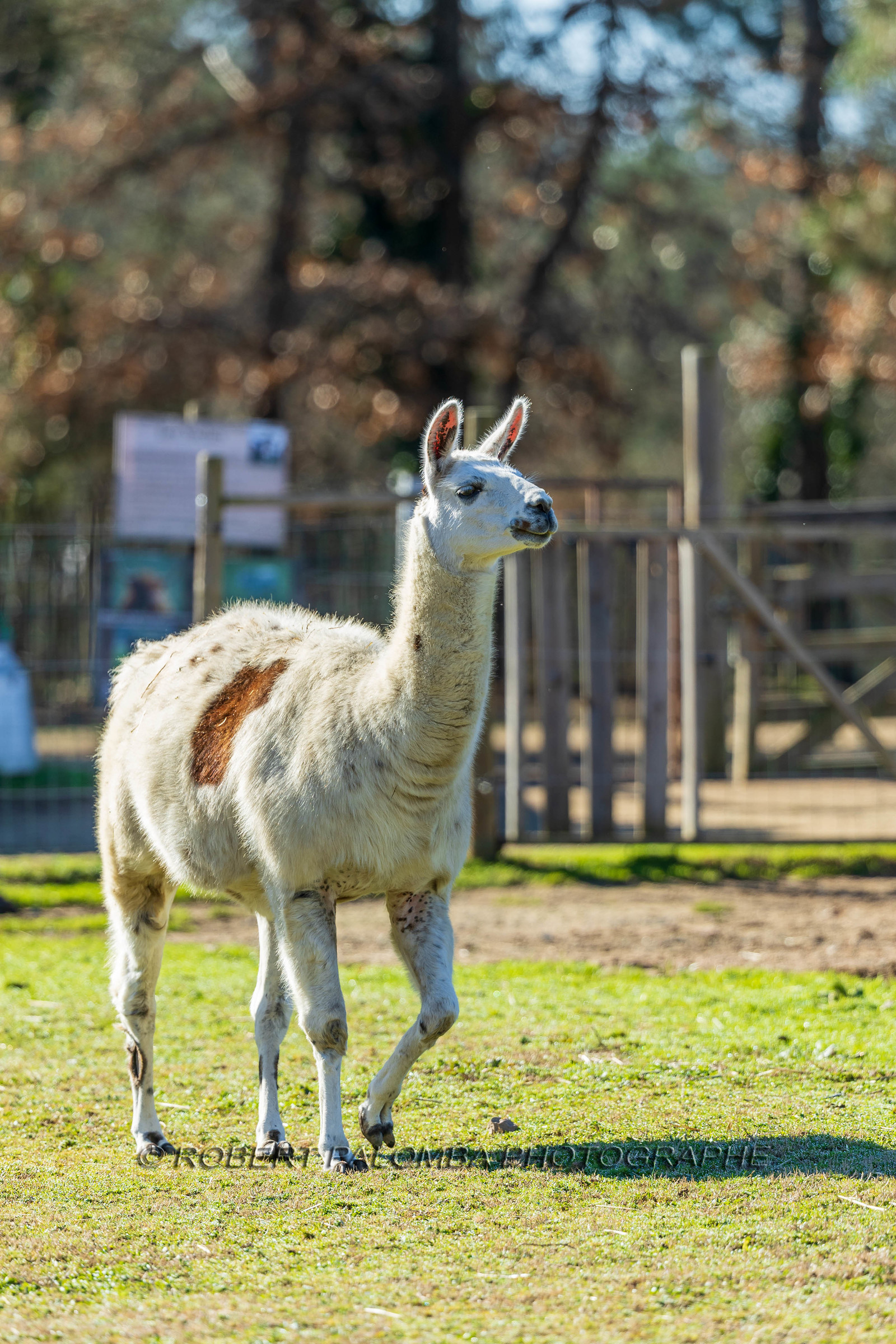 Lama