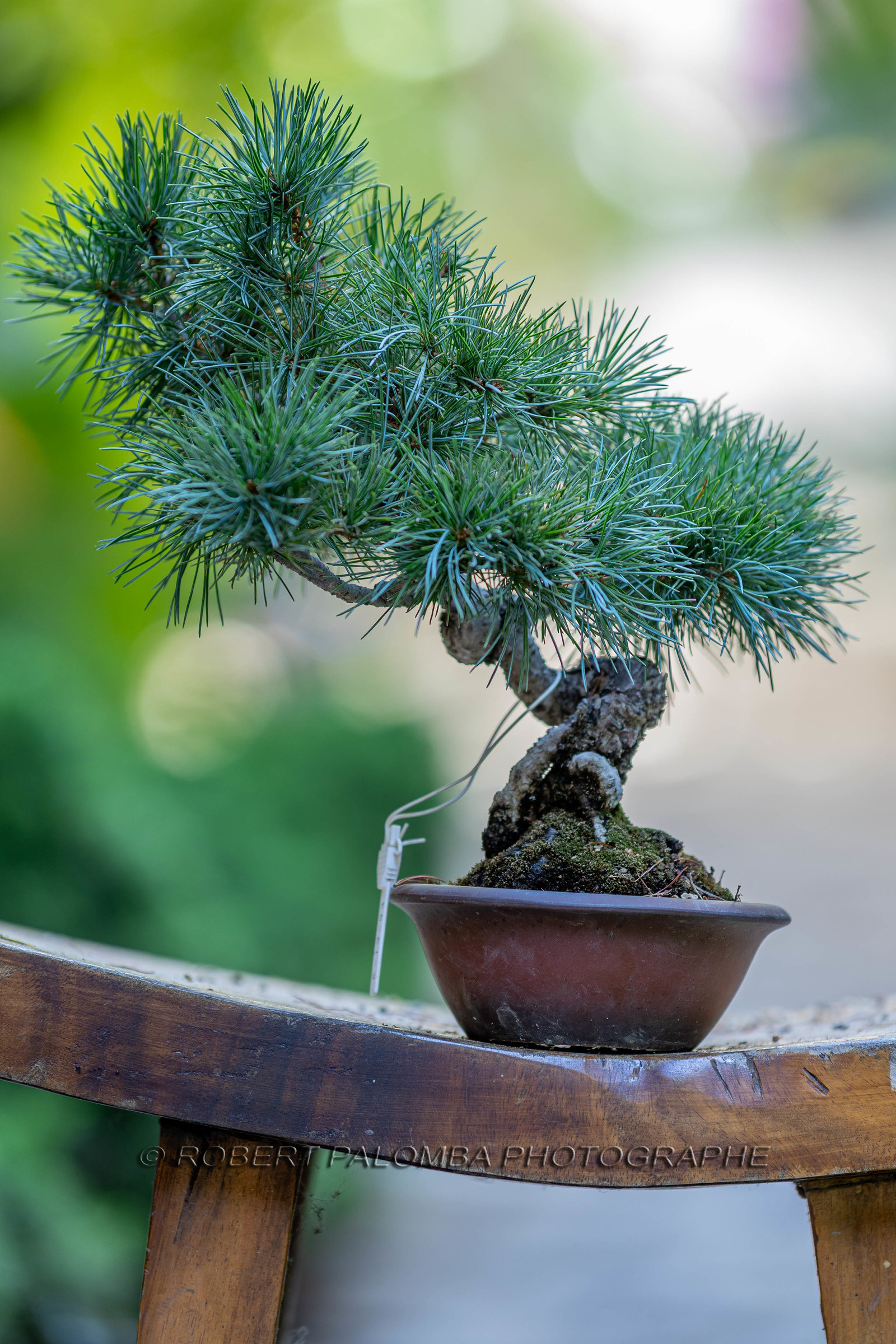 Bonsai